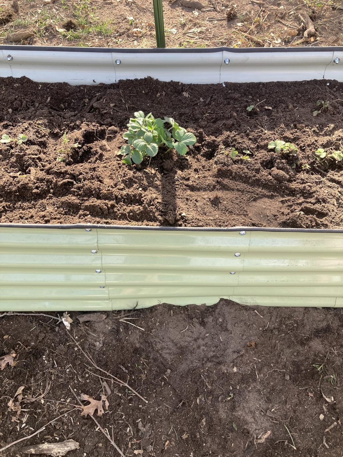 Pattiumo Galvanized Raised Garden Bed 8x2x1.5 FT, Oval Metal Raised Garden Bed Outdoor Planter Box with Open Bottom, Rust-Resistant Steel Garden Bed for Vegetables Herbs Flowers, Easy Assembly customer photo 1