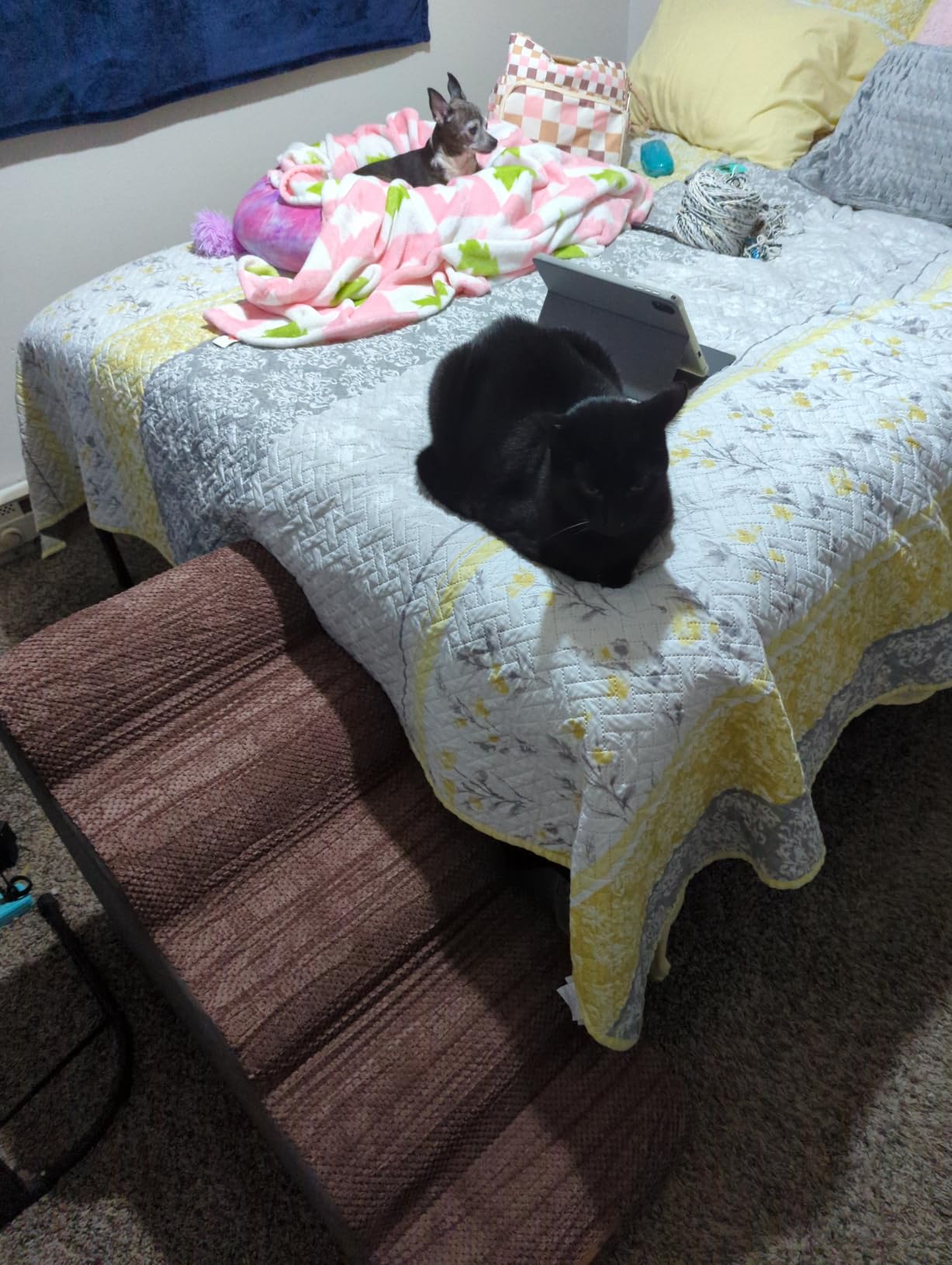COZY KISS Dog Stair for Small Dog 15.7