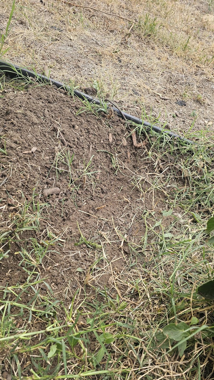 Alloyman 20V Cordless Tiller Cultivator, 360RPM Electric Garden Tiller, with 2 * 4.0Ah Batteries & Charger, 9In Tilling Width and 6.6In Depth Garden Rototiller customer photo 2