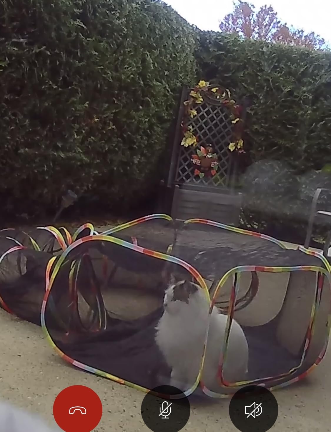 Outdoor Cat Enclosures, Cat Playground Portable Catio Mesh Tent, Outside Circle Playpen Tunnel for Kitty, Rabbit, Puppy and Small Animals customer photo 1