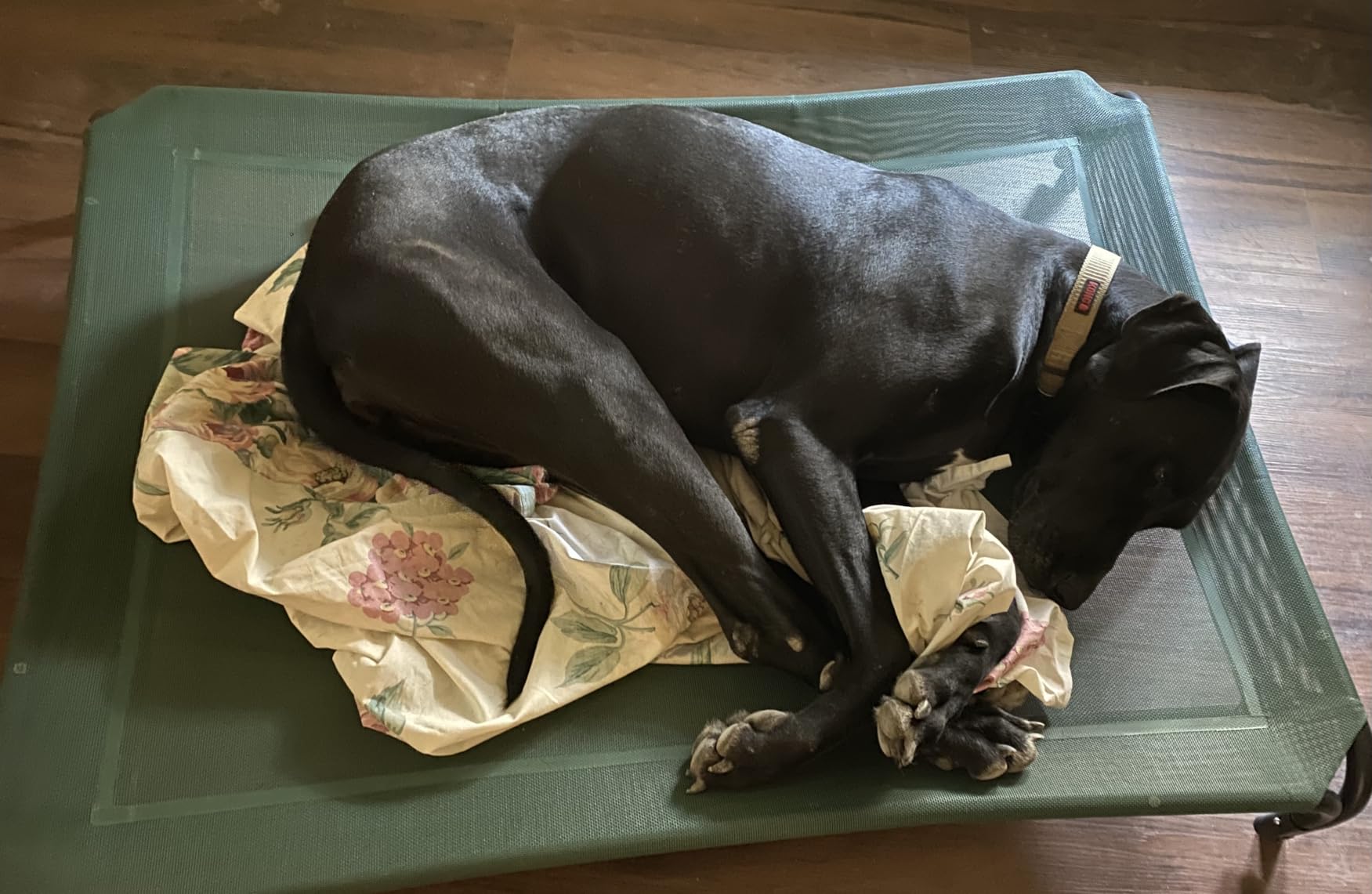 Czpalo Outdoor Elevated Dog Bed for Large Sized Dogs, No-Tool Assembly - Raised Design Promotes Airflow, Tool-free Assembly, Easy-to-Clean Mesh, Portable, with Anti-skid Feet, Indoor/Outdoor Use customer photo 1