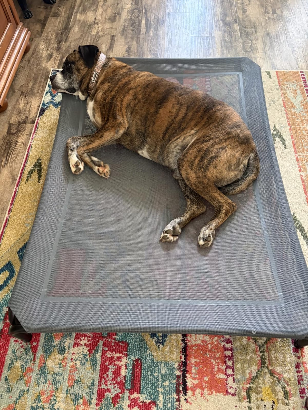 Czpalo Outdoor Elevated Dog Bed for Large Sized Dogs, No-Tool Assembly - Raised Design Promotes Airflow, Tool-free Assembly, Easy-to-Clean Mesh, Portable, with Anti-skid Feet, Indoor/Outdoor Use customer photo 2