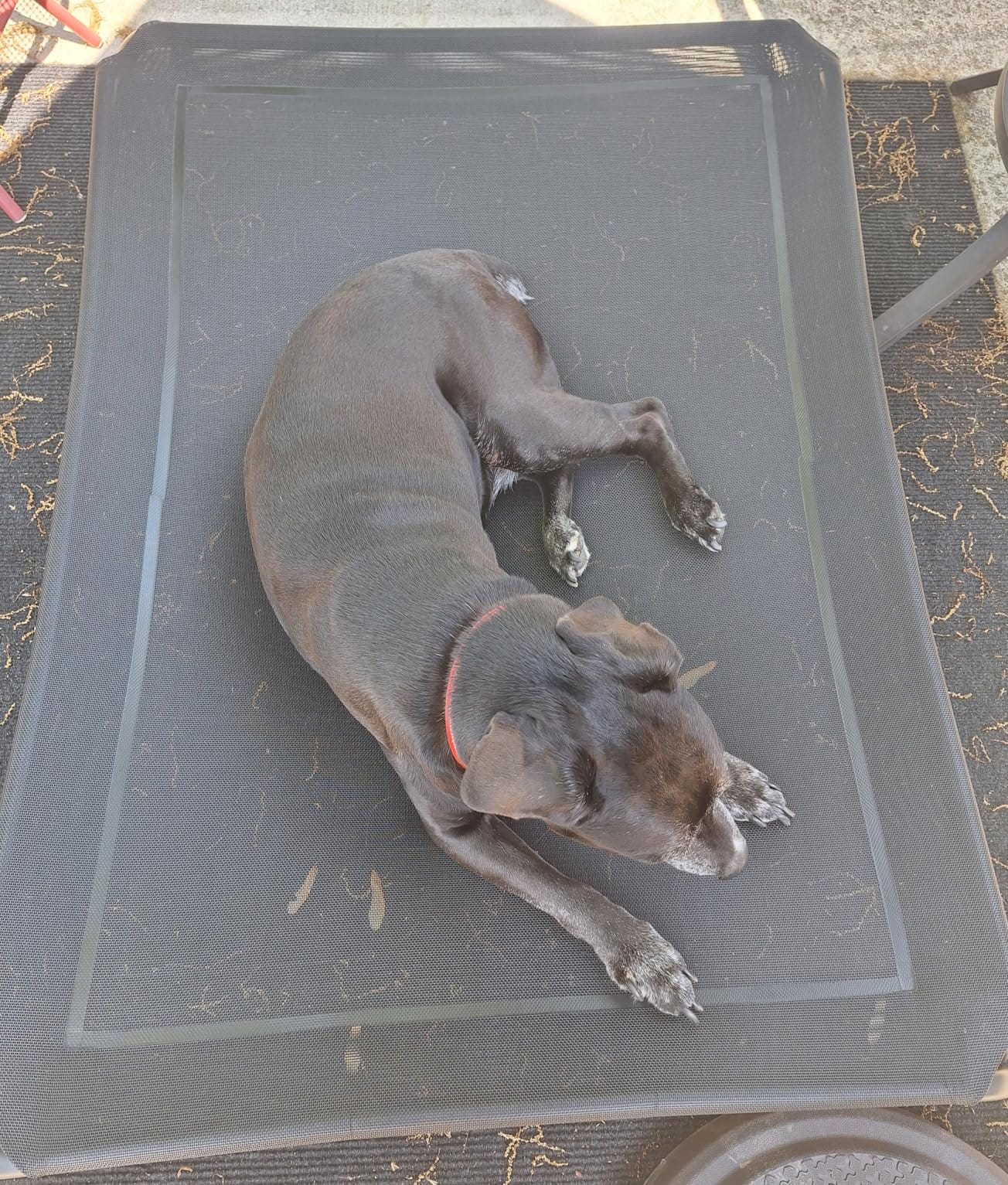 Elevated Dog Bed Raised Outdoor Dog Cot for Large Dogs - No Tools Required, Frame with Washable Cooling Breathable Mesh Anti-Slip Feet, Indoor Pet Bed, Black, 43.3 Inches customer photo 1