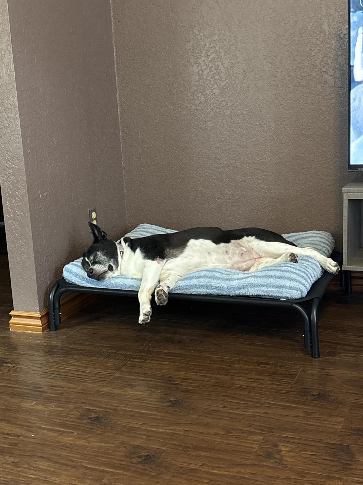 Elevated Dog Bed Raised Outdoor Dog Cot for Large Dogs - No Tools Required, Frame with Washable Cooling Breathable Mesh Anti-Slip Feet, Indoor Pet Bed, Black, 43.3 Inches customer photo 2