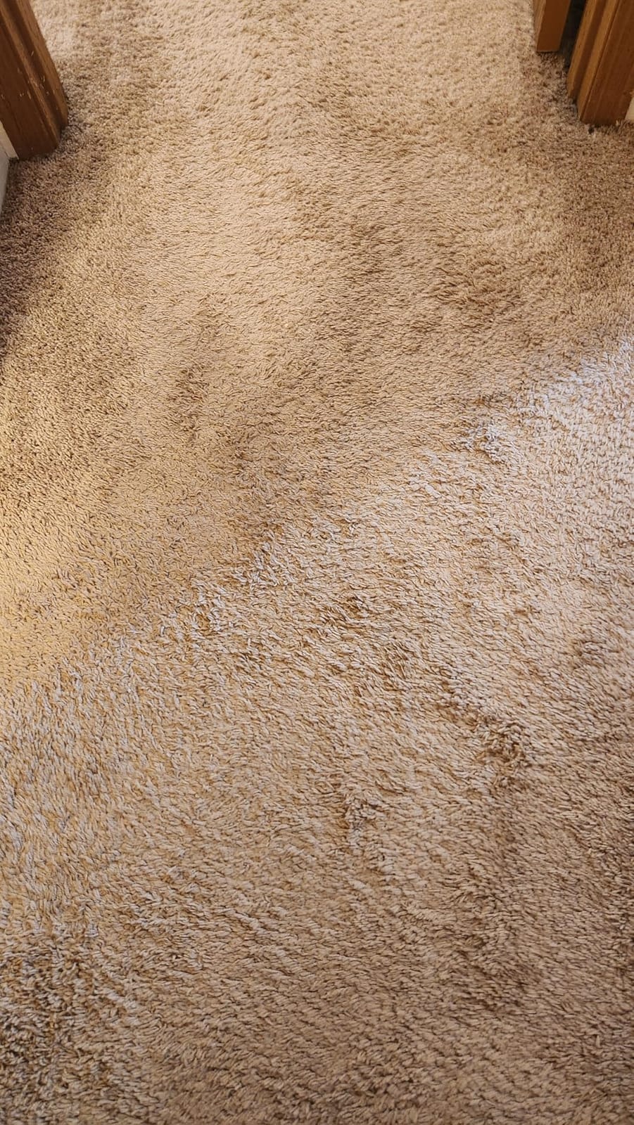 Shark CarpetXpert Upright Carpet & Built-in Stain Cleaner, 3 Tools, EX151 customer photo 1
