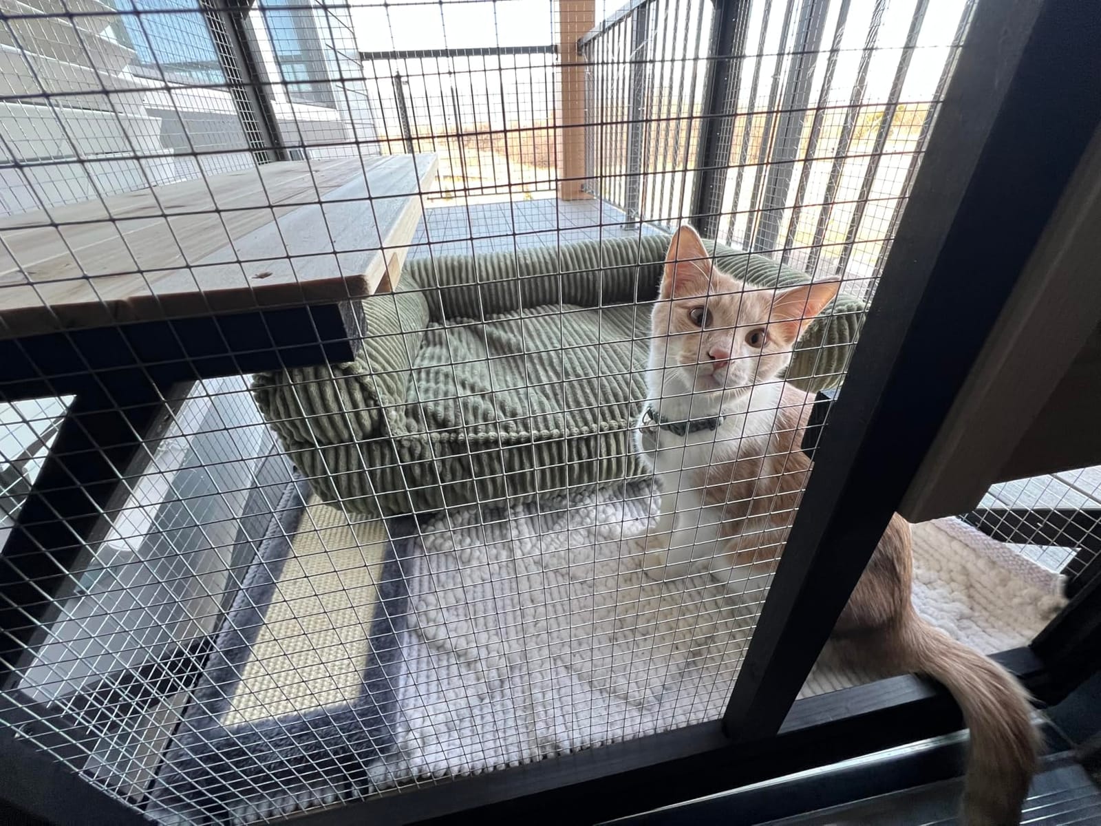 Cat Catio Cat House Outdoor Enclosure Window Large Outside Patio, 4 Wheels | Removable Floor, Scratching Post Sisal Ball Waterproof Roof customer photo 2