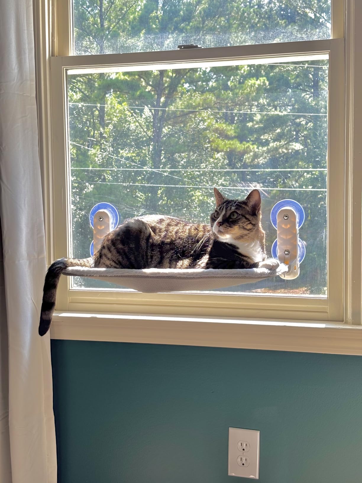 Zoratoo 2PC Cat Window Perch, Foldable & Cordless with Metal Frame, M Gray | 2-in-1 Reversible Cover, Removable for Machine Wash, Stable Window Resting Seat with Large Suction Cups for Indoor Cats customer photo 2