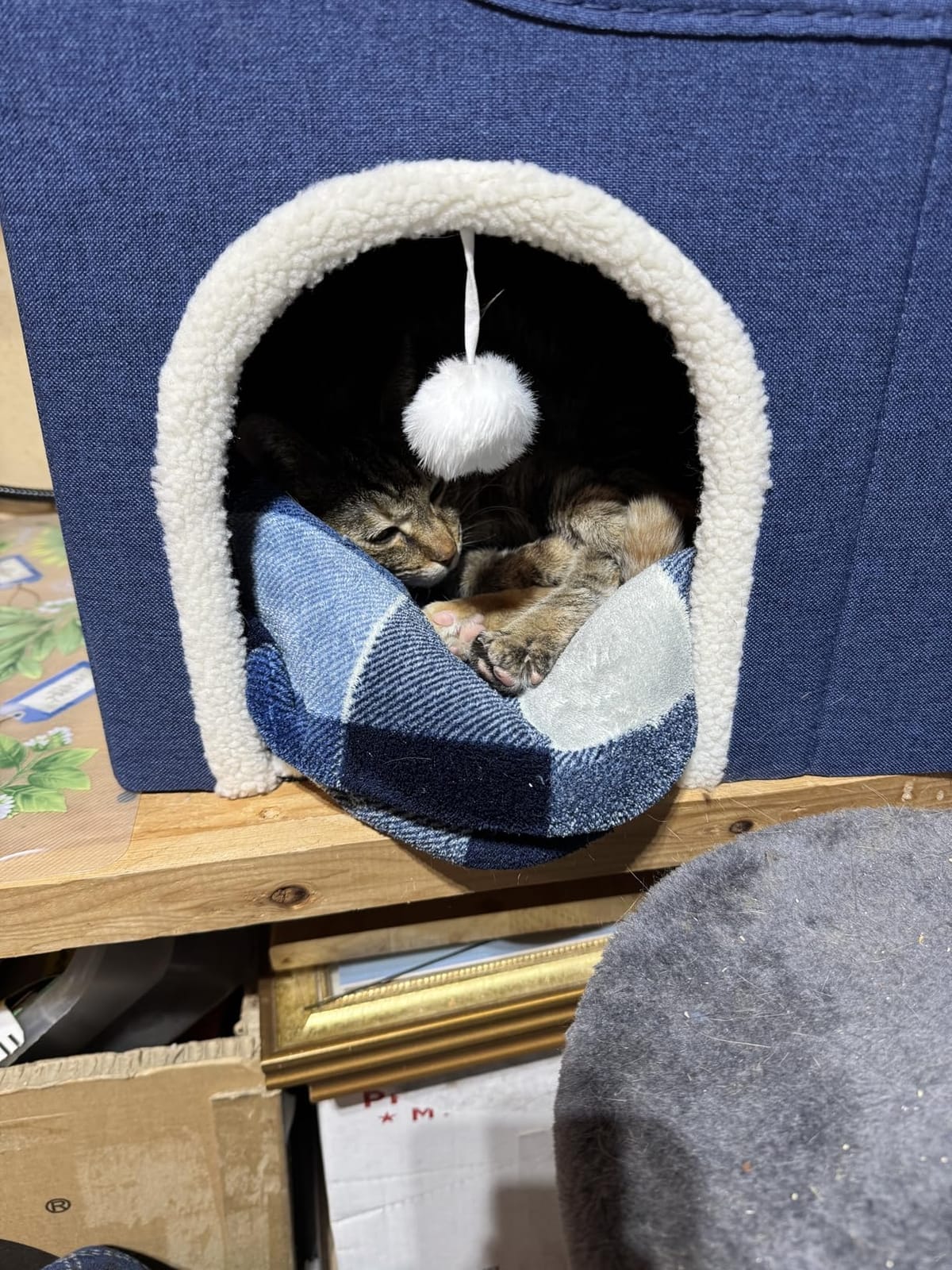 Indoor Heated Cat House, Adjustable Temperature Cat Heating Bed with Timer and Chew Resistant Cord, Large Cat House with Heating Pad for Small Medium and Large Cats customer photo 1