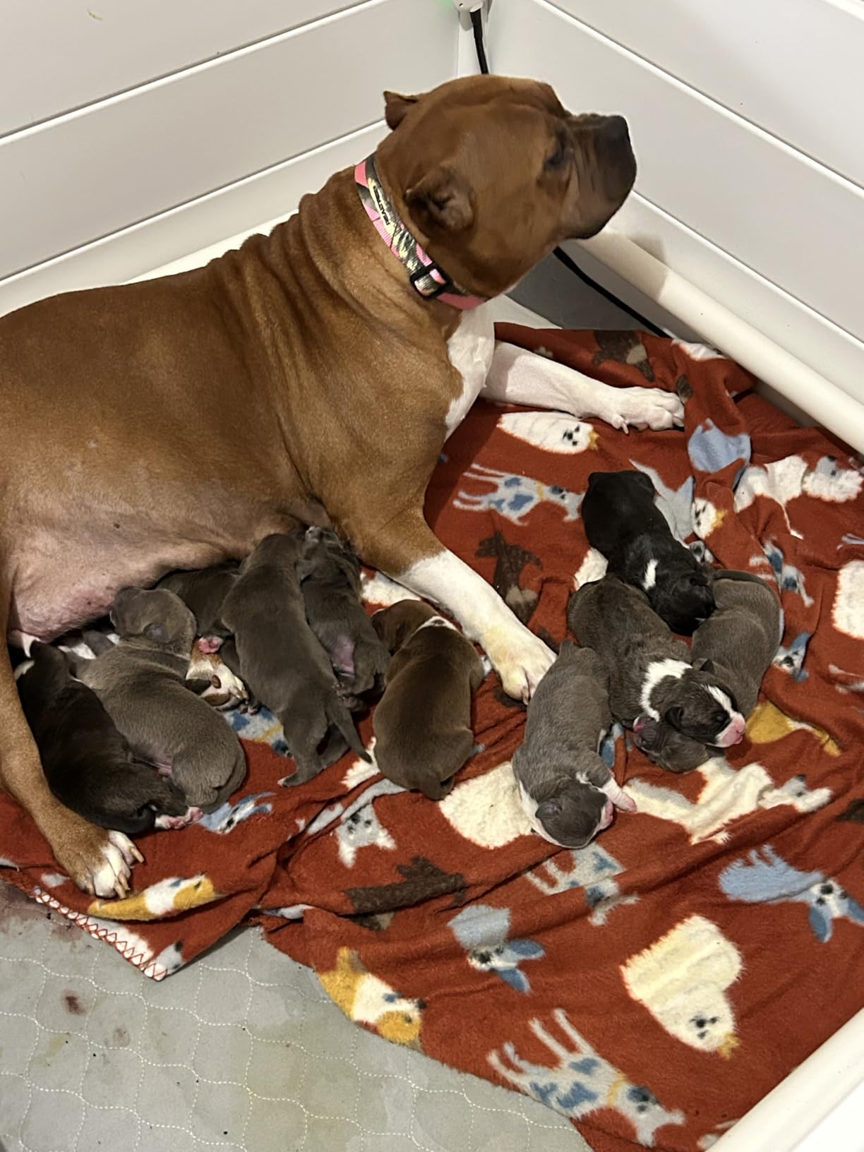 Whelping Box for Dogs & Puppies - Premium 48