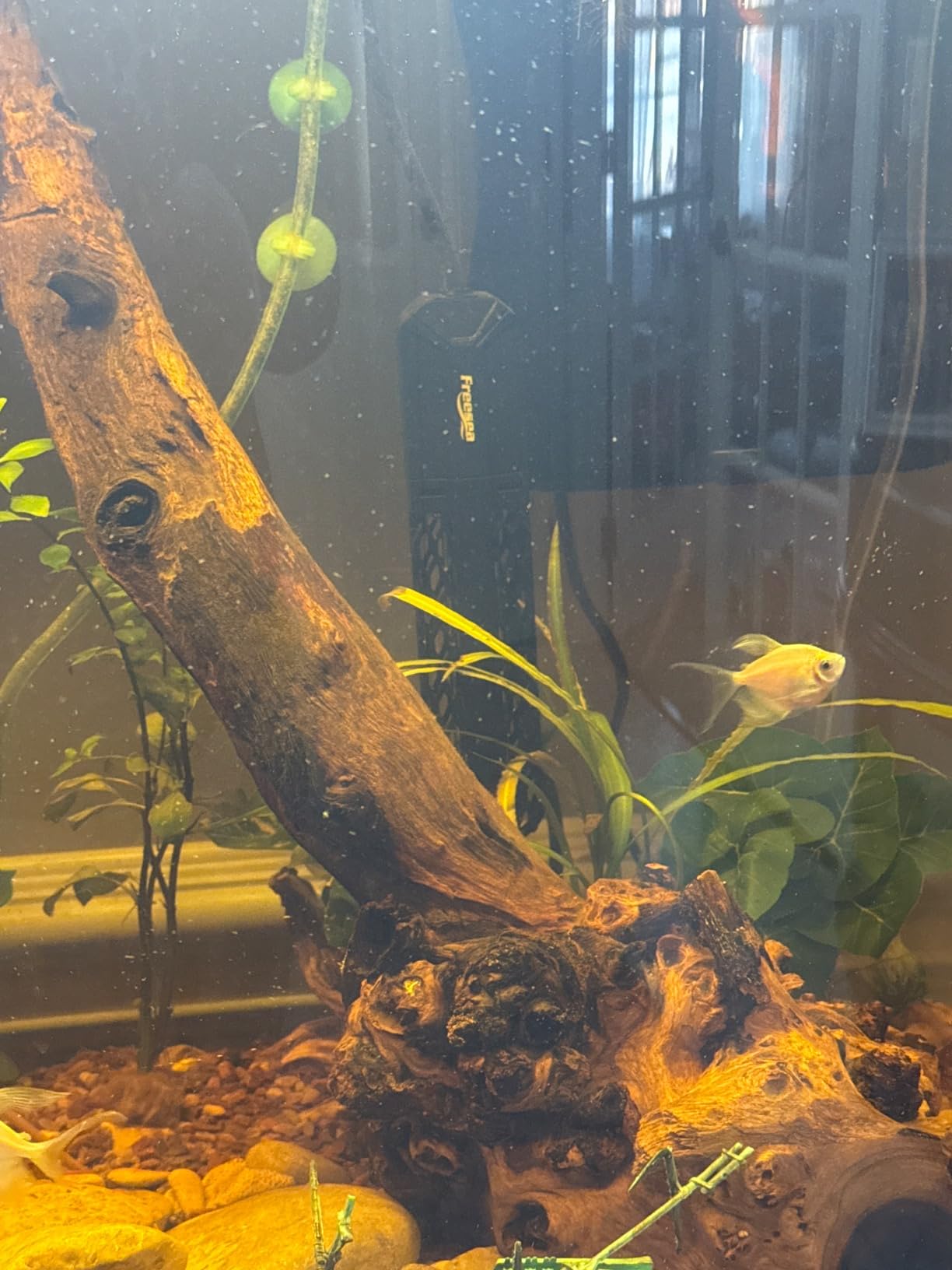 FREESEA Adjustable Aquarium Heater 200W 20-50Gal, Precise Control 64-95F, External Digital Controller & Dry Run Protection customer photo 1