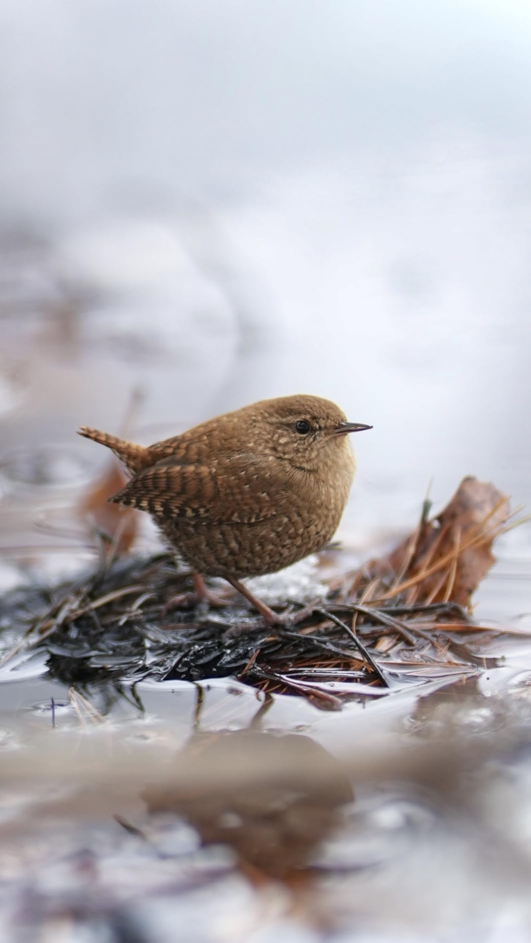 Aurora 85mm F1.4 Full Frame AF Lens for E Mount Cameras | Telephoto Prime Portrait Lens, F1.4 Large Aperture & Soft Bokeh, Compatible with Sony FX3, FX6, A7/A7R/A7S Series, A9, ZV-E1 customer photo 1