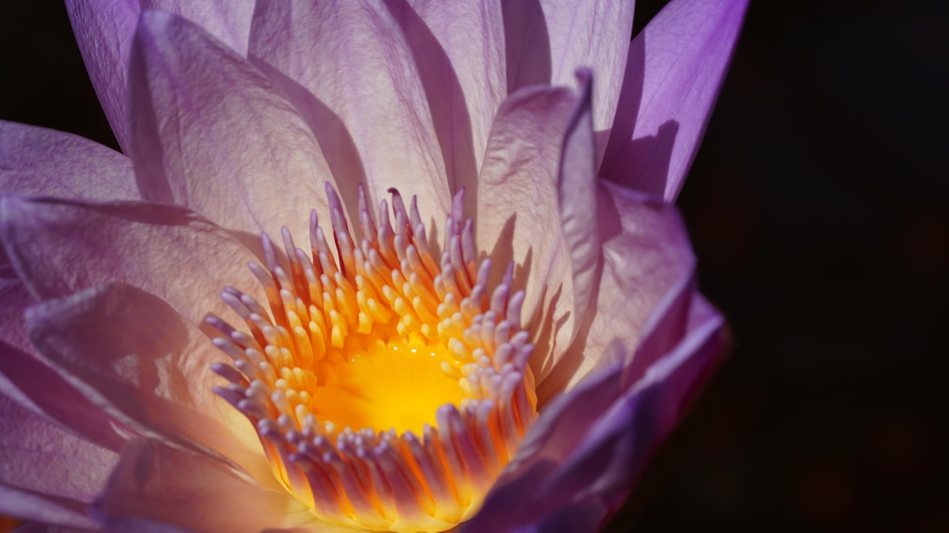 Tamron 90mm F/2.8 Di III VXD 1:1 Macro for Sony E Mount Full Frame/APS-C Mirrorless Cameras customer photo 2