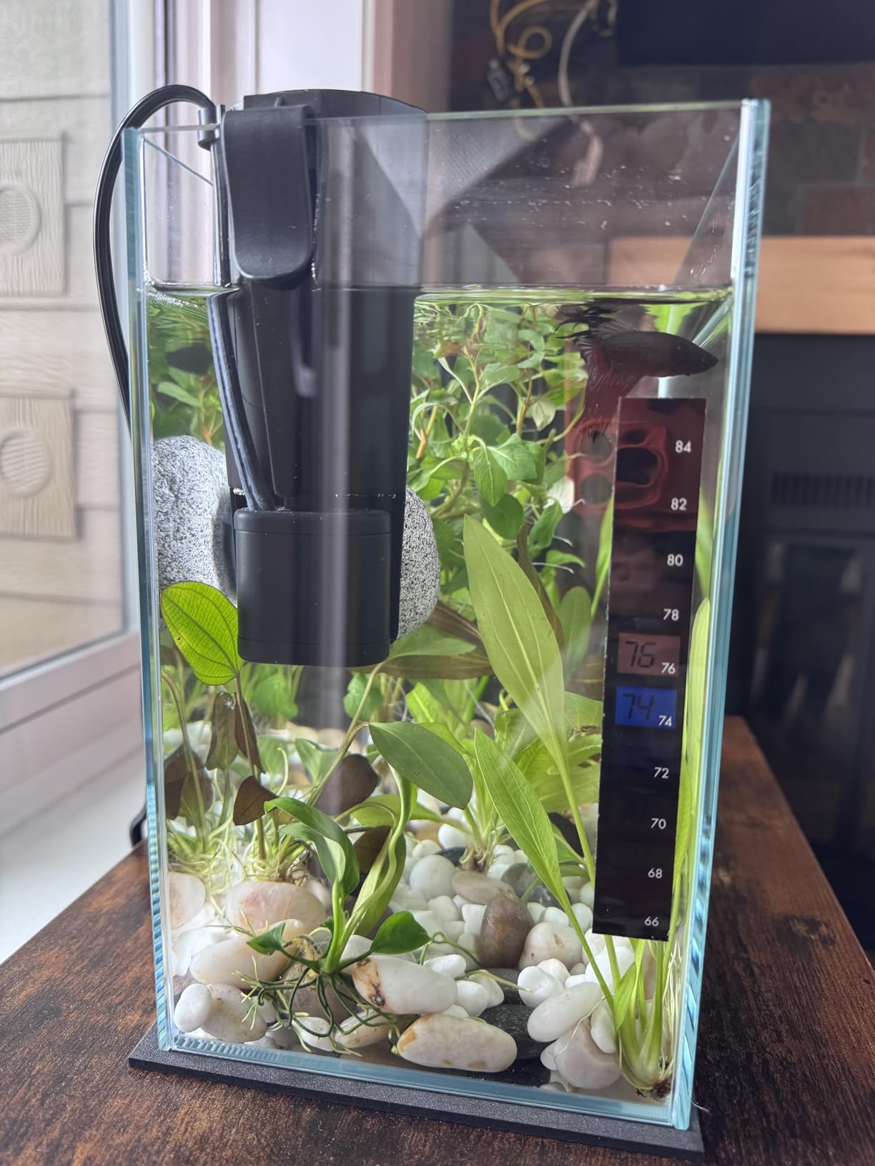Vimvins 3 Gallon Glass Fish Tank, Easy to Maintain Small Aquarium for Betta/Goldfish/Snails/Shrimp and Aquatic Planting. customer photo 1