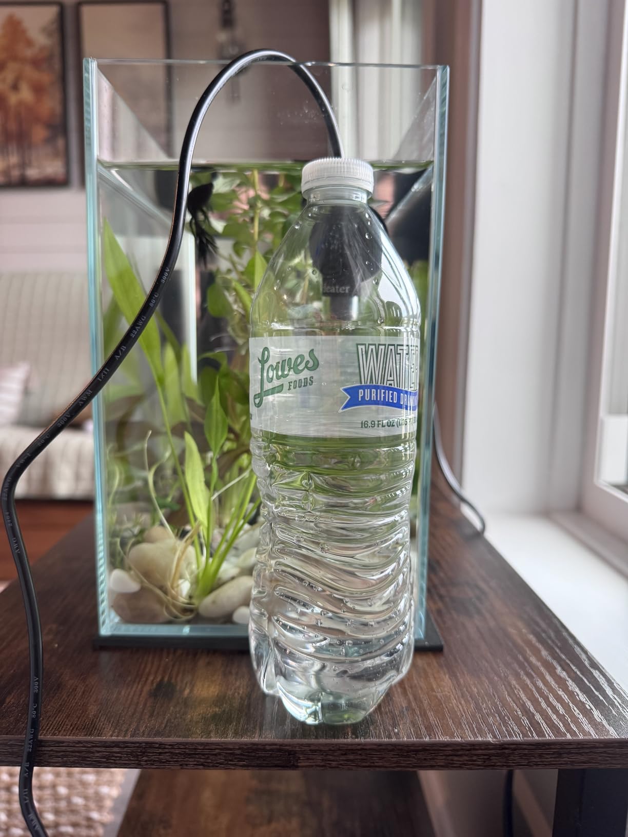 Vimvins 3 Gallon Glass Fish Tank, Easy to Maintain Small Aquarium for Betta/Goldfish/Snails/Shrimp and Aquatic Planting. customer photo 2