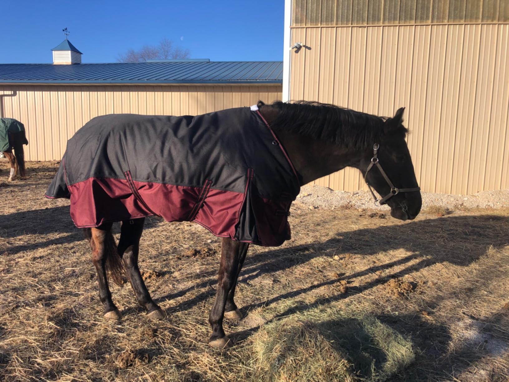LEAFOREST 1200D Horse Turnout Blanket Waterproof 200g Fill Winter Cold Wet | Waterproof Breathable Ripstop Snow Proof Medium Weight Equine Care Sheets in The Pasture Paddock Black Red 69IN customer photo 1