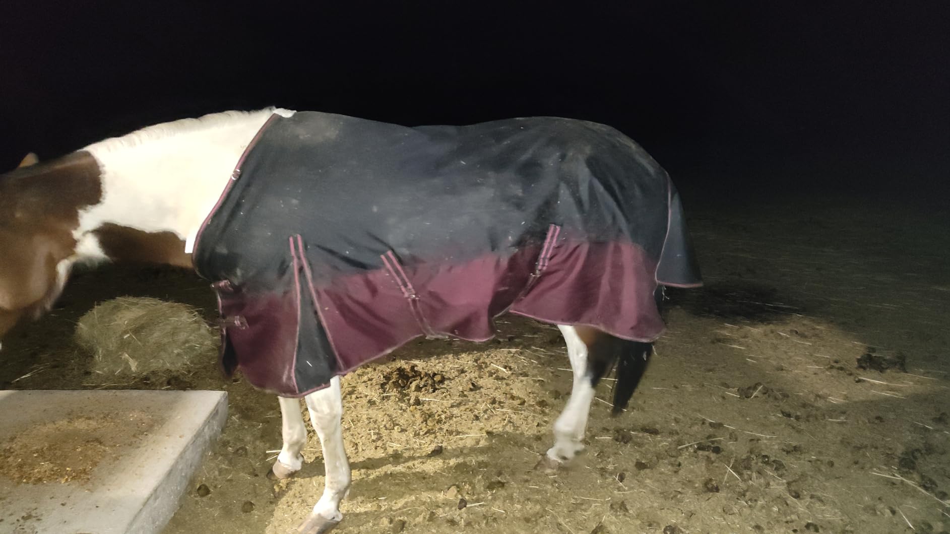 LEAFOREST 1200D Horse Turnout Blanket Waterproof 200g Fill Winter Cold Wet | Waterproof Breathable Ripstop Snow Proof Medium Weight Equine Care Sheets in The Pasture Paddock Black Red 69IN customer photo 2