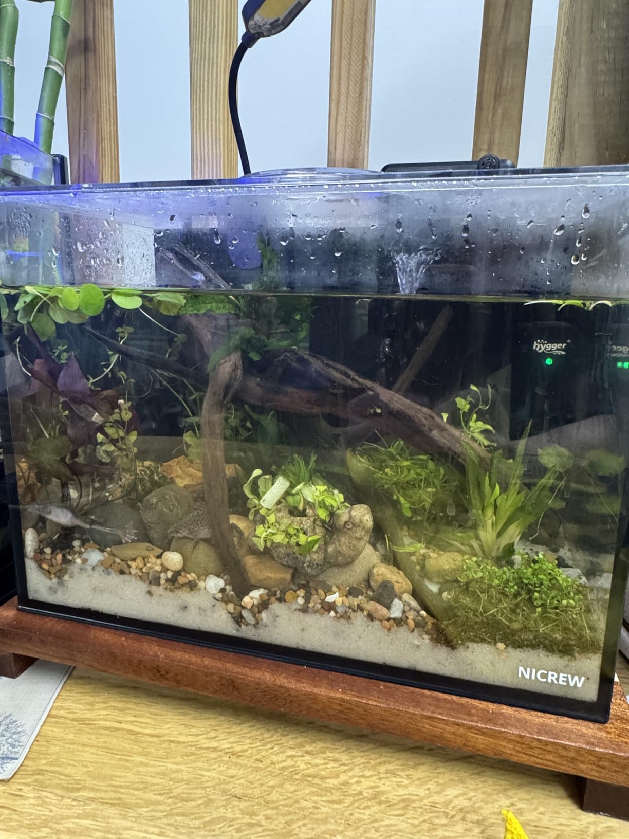 NICREW 2.5 Gallon Nano Nature Aquarium Kit, Ultra-Clear Rimless Desktop Fish Tank with Light and Filter, Perfect for Small Fish, Shrimp, or Betta, Basic Version, Black customer photo 1