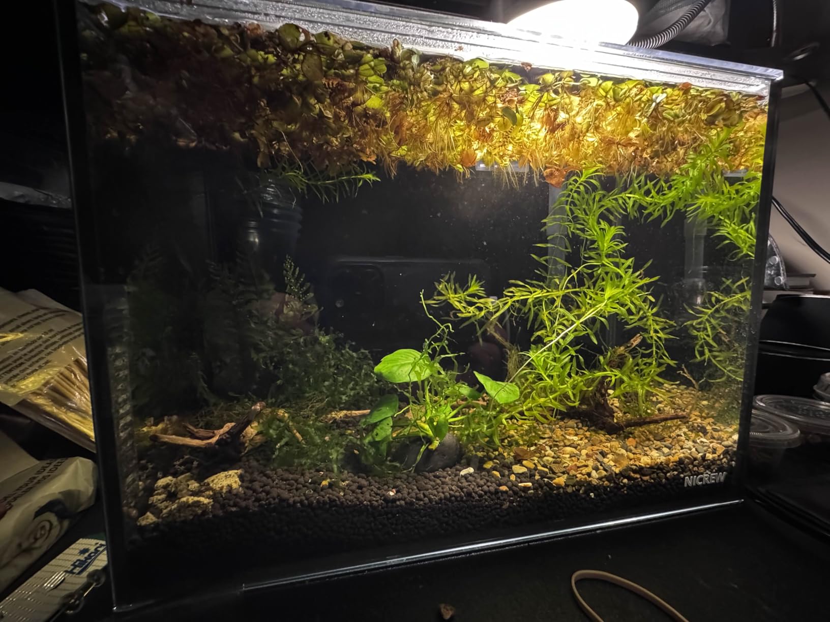 NICREW 2.5 Gallon Nano Nature Aquarium Kit, Ultra-Clear Rimless Desktop Fish Tank with Light, Filter, Gravel and Rock, Perfect for Small Fish, Shrimp, or Betta, Complete Version, Black customer photo 1