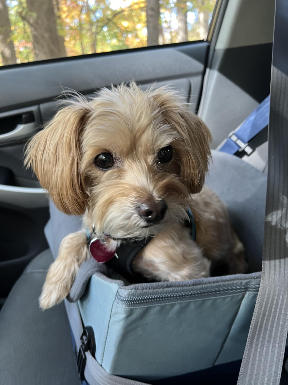 A 4 Pet Dog Car Seats for Small Dogs, Under 25 lbs, Patent Buckles, Adjustable leash, frame support, reduces anxiety, for cars/SUV/pickup customer photo 1