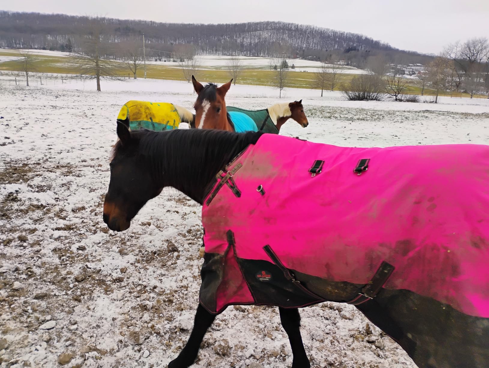 HILASON 1200D Winter Waterproof Turnout Horse Blanket Belly Wrap Neck Cover customer photo 1