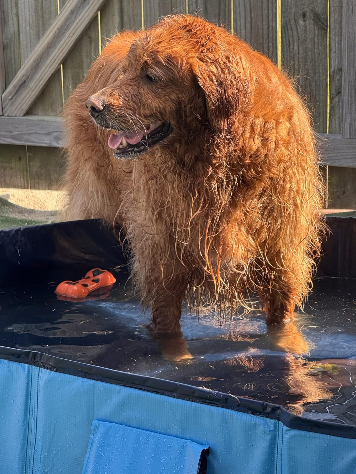 Peteast Dog Pool for Large Dogs, Foldable Hard Plastic, 71 x 39 x 12 in | Extra Large Collapsible Pet Bath Tub with Non-Slip Base for Indoor, Outdoor and Backyard Use, Blue customer photo 1