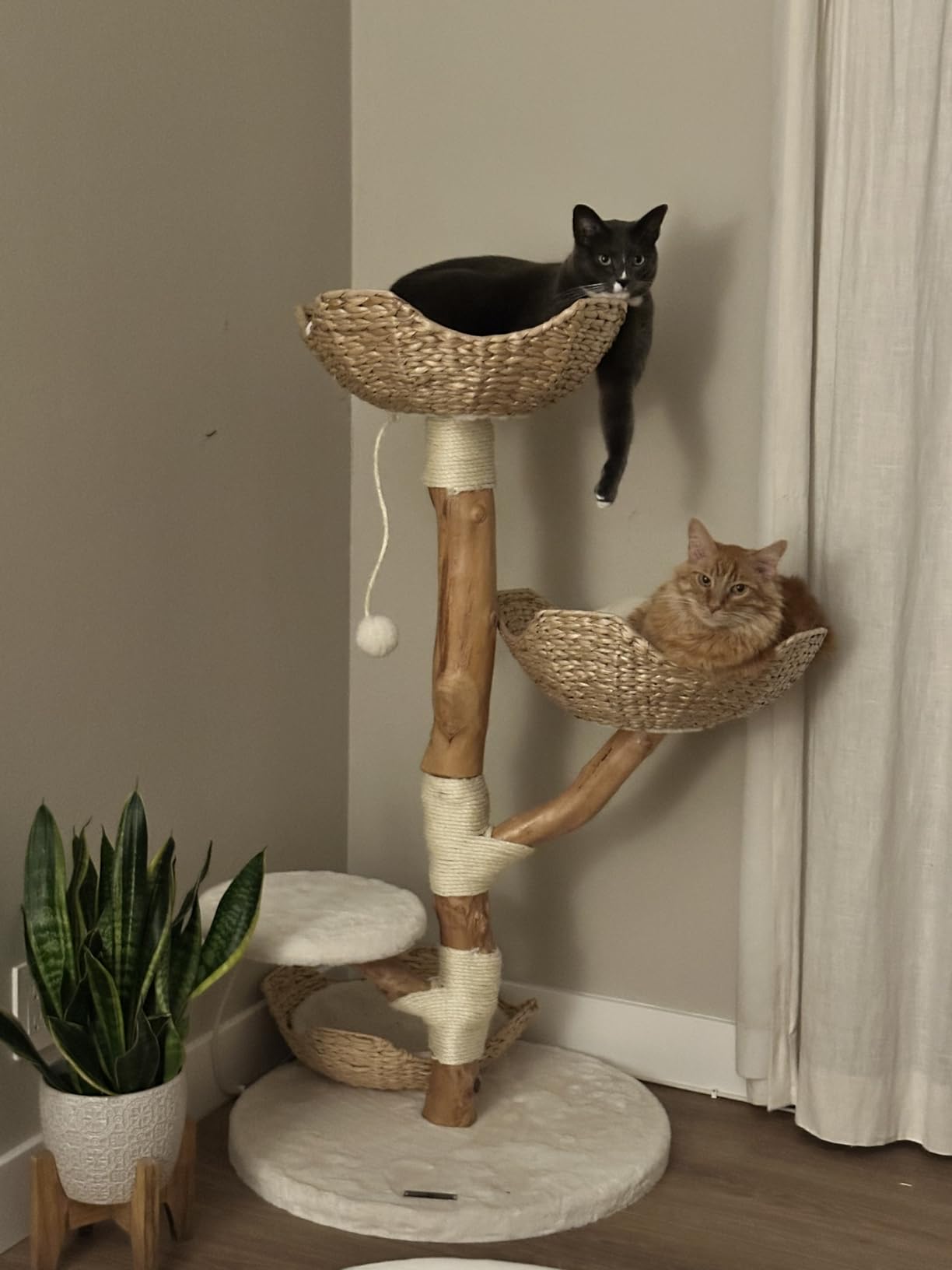 LEO & LEXI Aesthetic, Real Wood Modern Cat Tree. 46 inches Tall, Sturdy, Solid Natural Wood Tower for Large Cats. Scratching Post with Wicker Basket Bed, Luxury, Boho Furniture for Indoor Cats customer photo 1