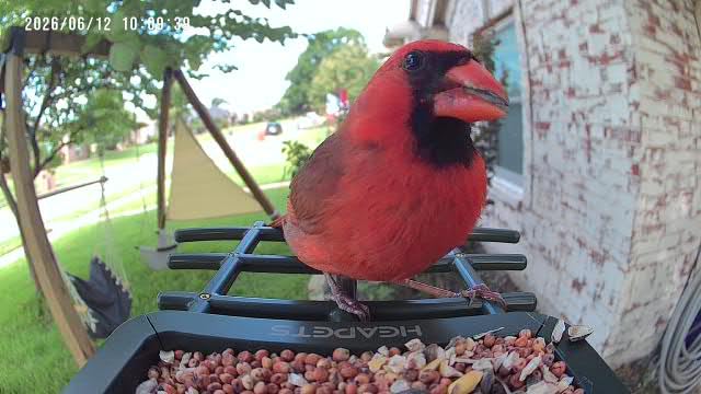 Smart Bird Feeder with Camera Solar Powered, 2K HD Video, AI Bird Species Identification, Instant Arrival Alerts, Weatherproof Design for Effortless Birdwatching, Red customer photo 1