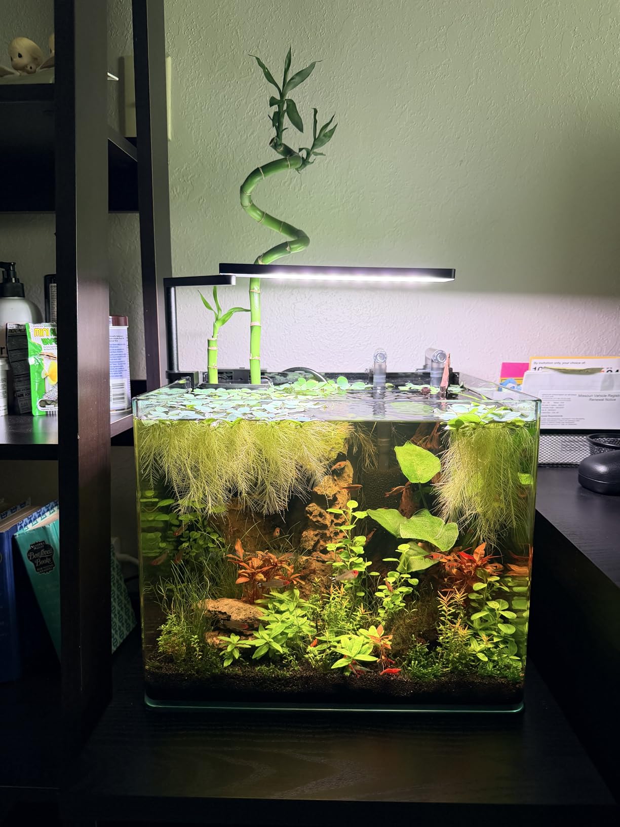 FZONE Solo Series Nano LED Aquarium Light, Full Spectrum and Dimmable, App-Controlled, for Freshwater and Planted Tanks customer photo 1