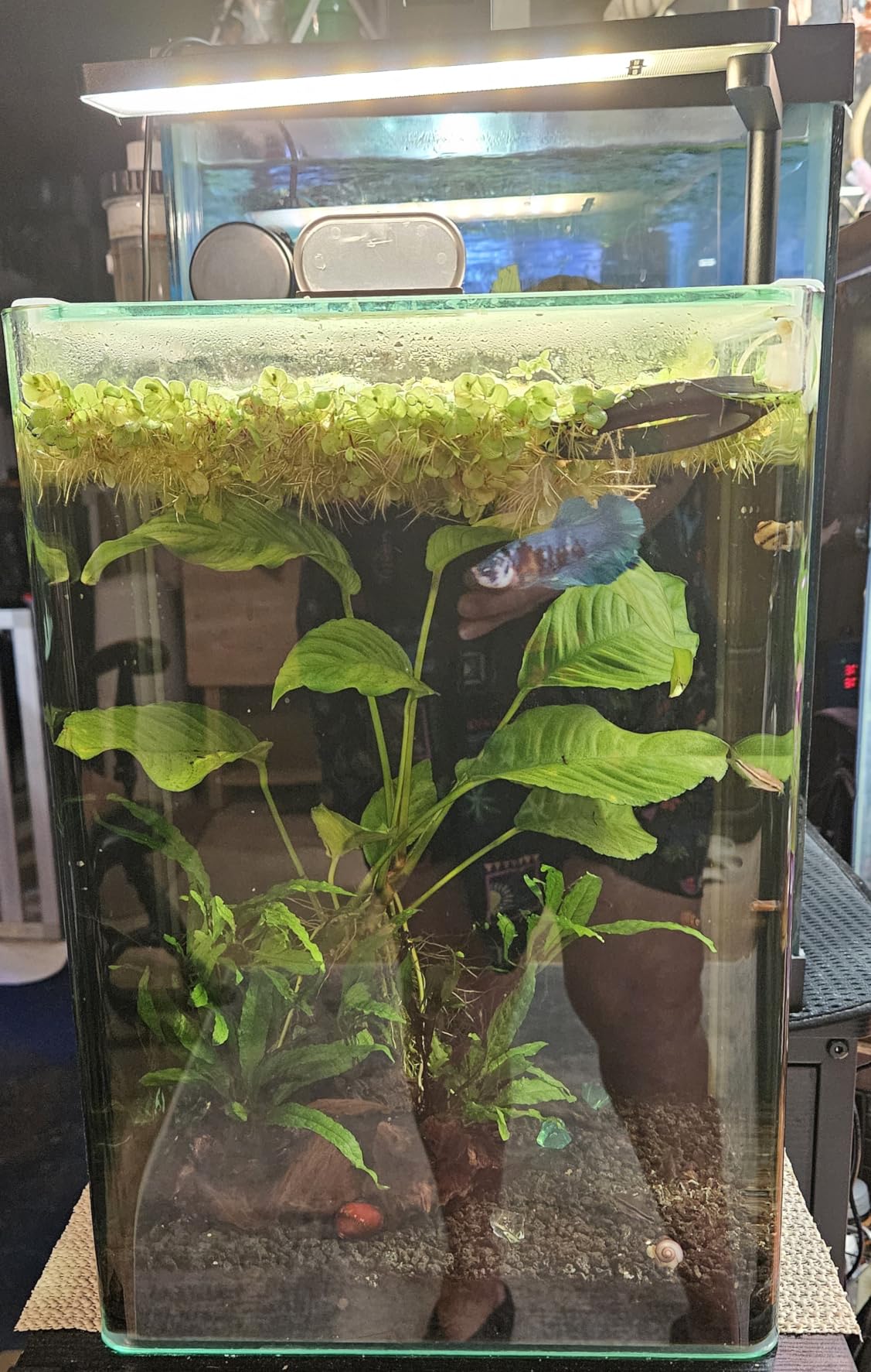 FZONE Solo Series Nano LED Aquarium Light, Full Spectrum and Dimmable, App-Controlled, for Freshwater and Planted Tanks customer photo 2