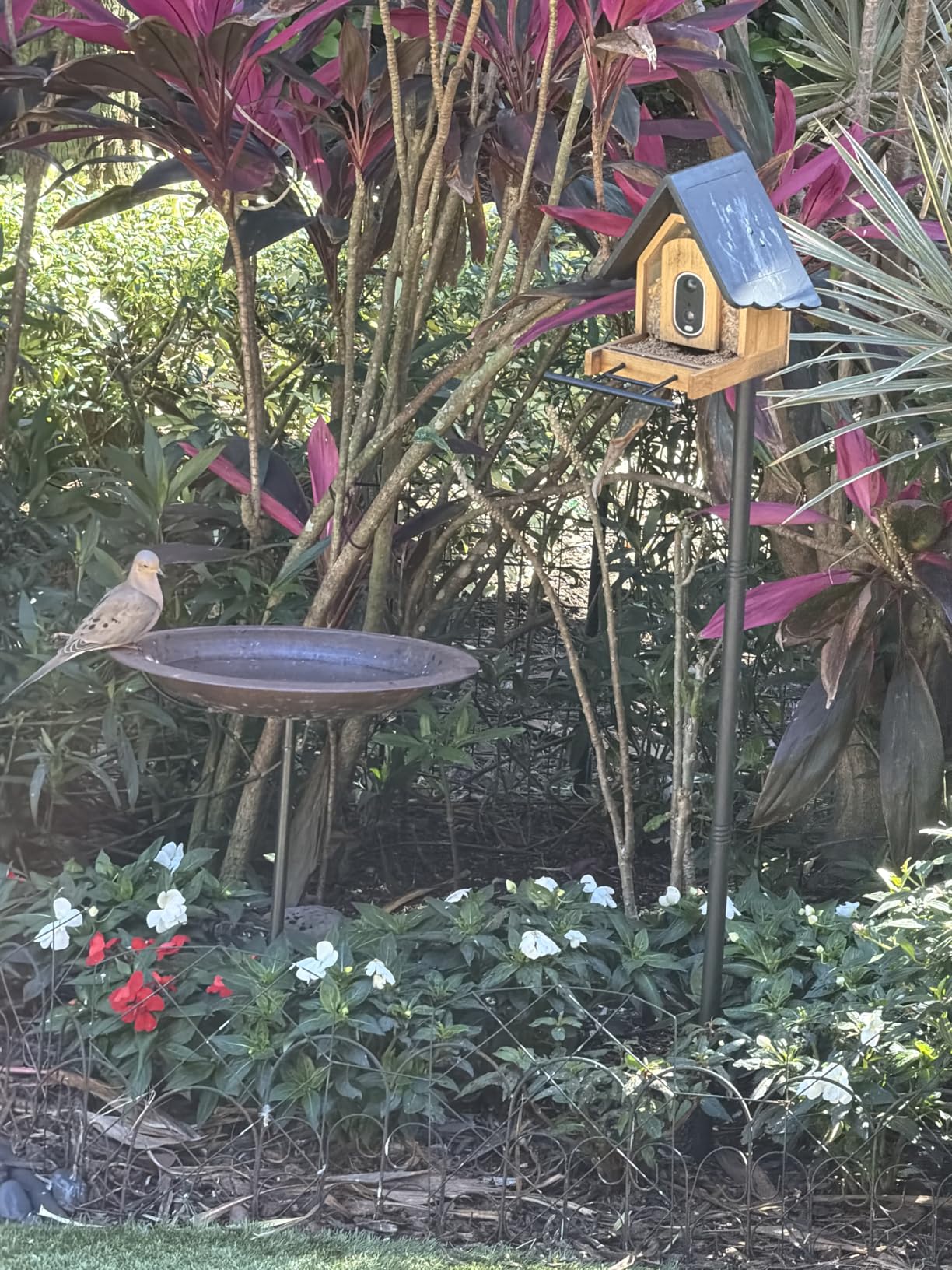 Smart Bird Feeder with Camera & Solar Panel, 2K HD Birdwatching Live | with AI Identify Bird Species, Auto Video Capture & Instant Notifications, for Mom/Dad/Bird Lovers customer photo 1