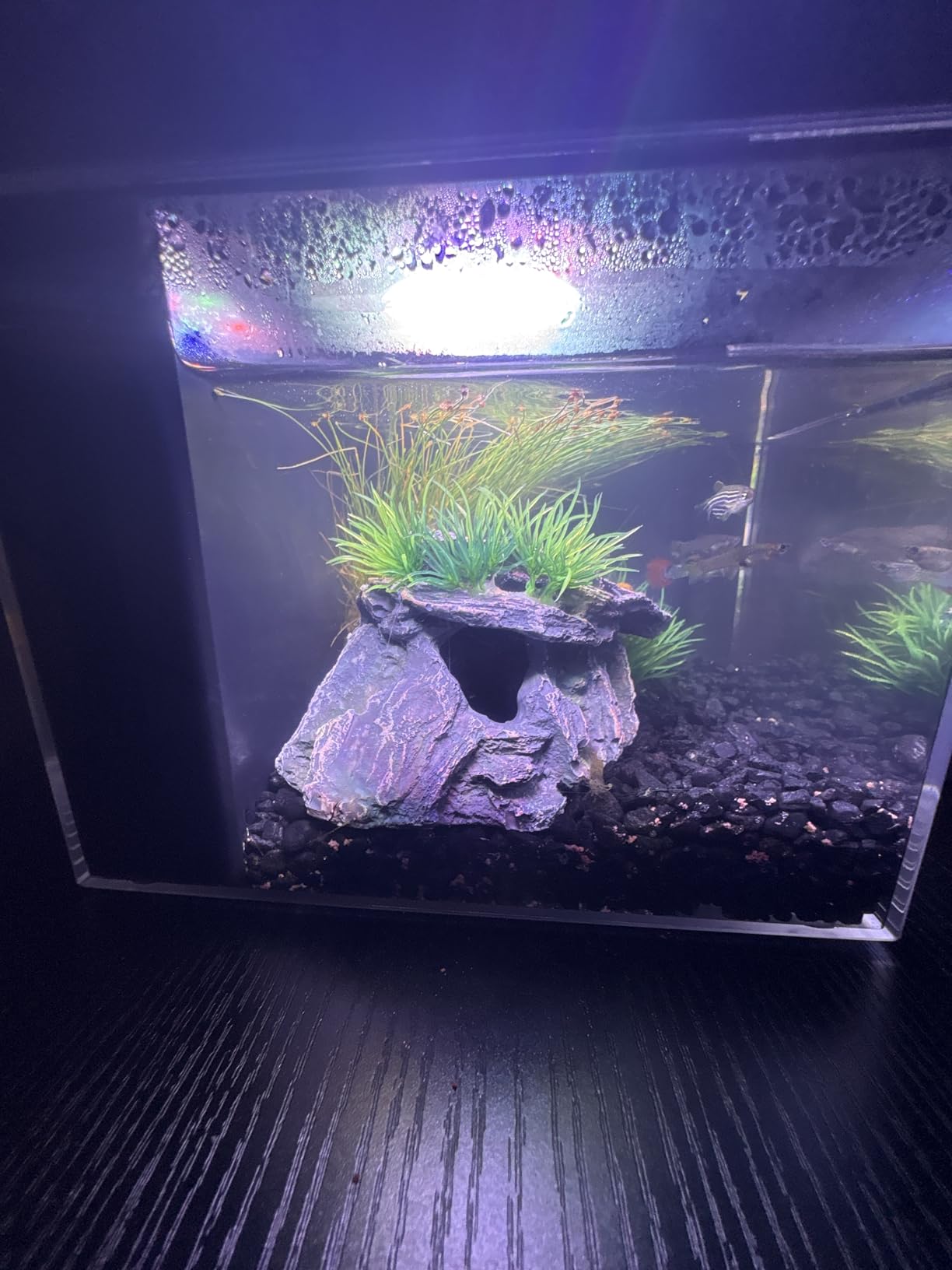 AQUANEAT Fish Tank, 1 Gallon Betta Fish Tank, Small Aquarium Kit with LED Light and Water Filter Pump customer photo 1
