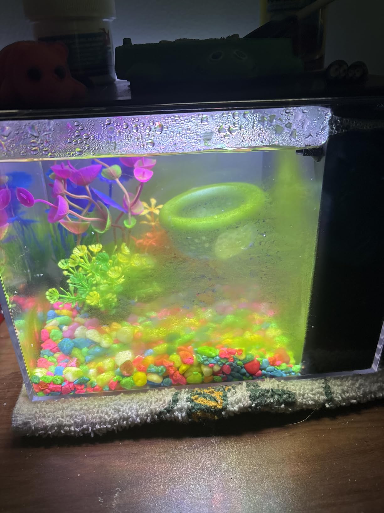 AQUANEAT Fish Tank, 1 Gallon Betta Fish Tank, Small Aquarium Kit with LED Light and Water Filter Pump customer photo 2