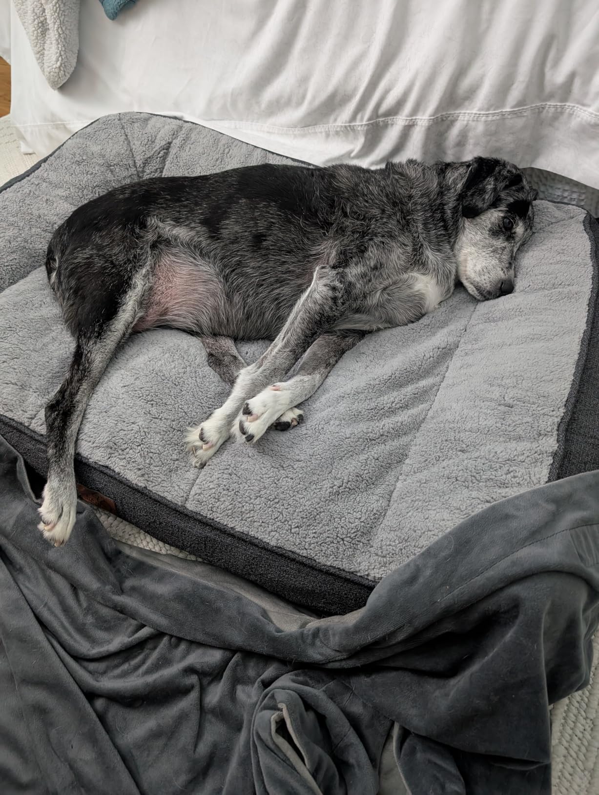 Bedsure SupportMax Extra Thick Orthopedic XL Dog Beds Large Sized Dog | 42
