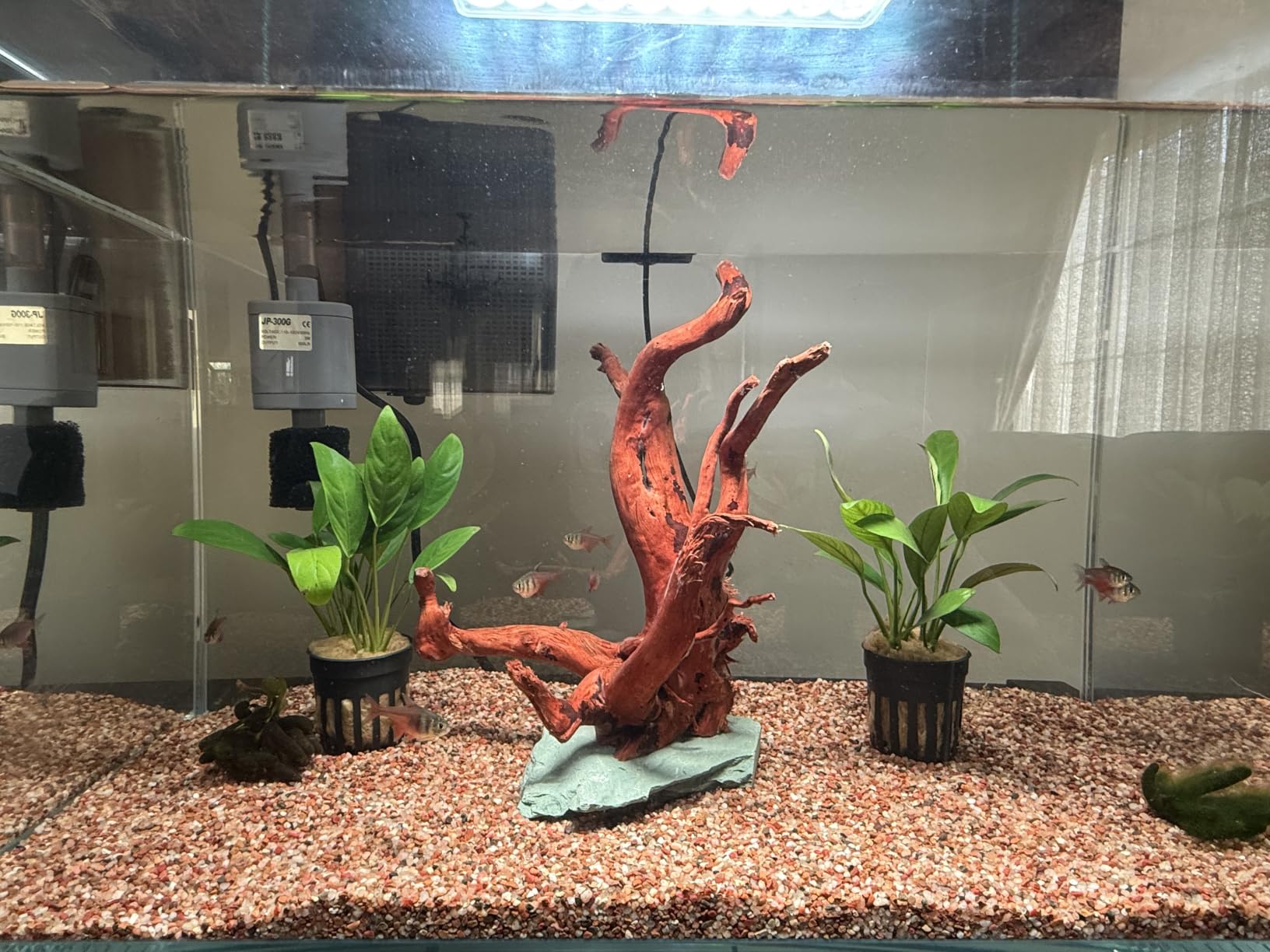 3 Gallon Glass Small Fish Tank, Betta Fish Tank Starter Kit with Filter, Lights, Lid. customer photo 1