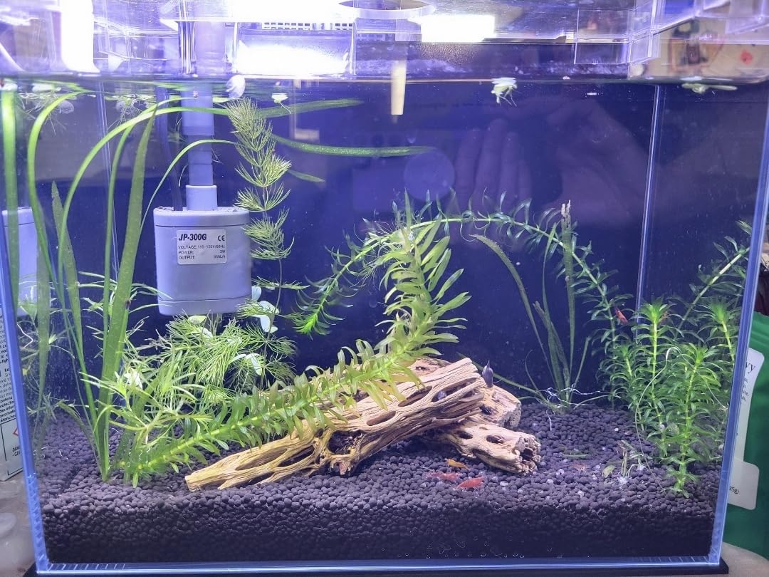 3 Gallon Glass Small Fish Tank, Betta Fish Tank Starter Kit with Filter, Lights, Lid. customer photo 2