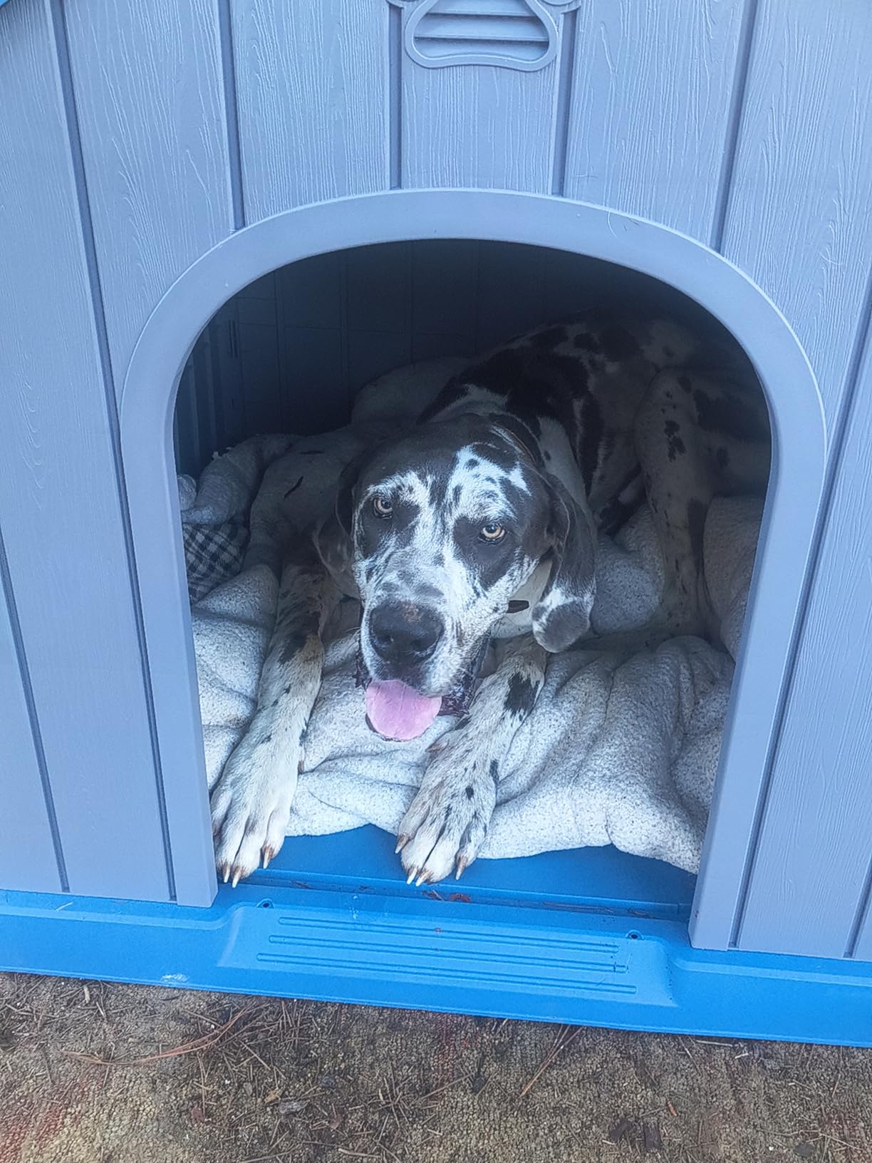 DRATO Large Dog House Indoor Outdoor, Blue, 38.62×36.26×38.07 in | Waterproof, Puppy Shelter with Air Vents and Elevated Floor, Sturdy Dog Kennel for Small to Large Sized Dogs customer photo 2