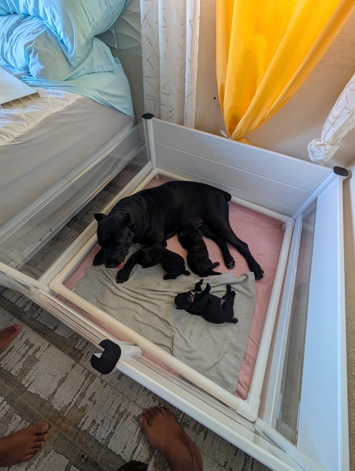 Whelping Box for Dogs and Puppies with Clear Window Panel - Modular, Easy-Clean, Safe Design with Pig Rail, Floor Liner & Washable Pad | Premium 48 Inch customer photo 1