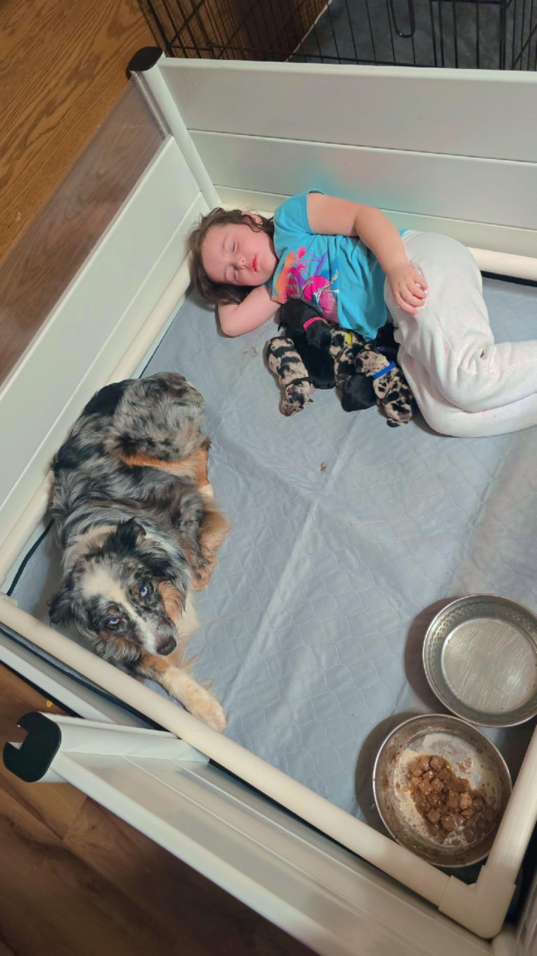 Whelping Box for Dogs and Puppies with Clear Window Panel - Modular, Easy-Clean, Safe Design with Pig Rail, Floor Liner & Washable Pad | Premium 48 Inch customer photo 2
