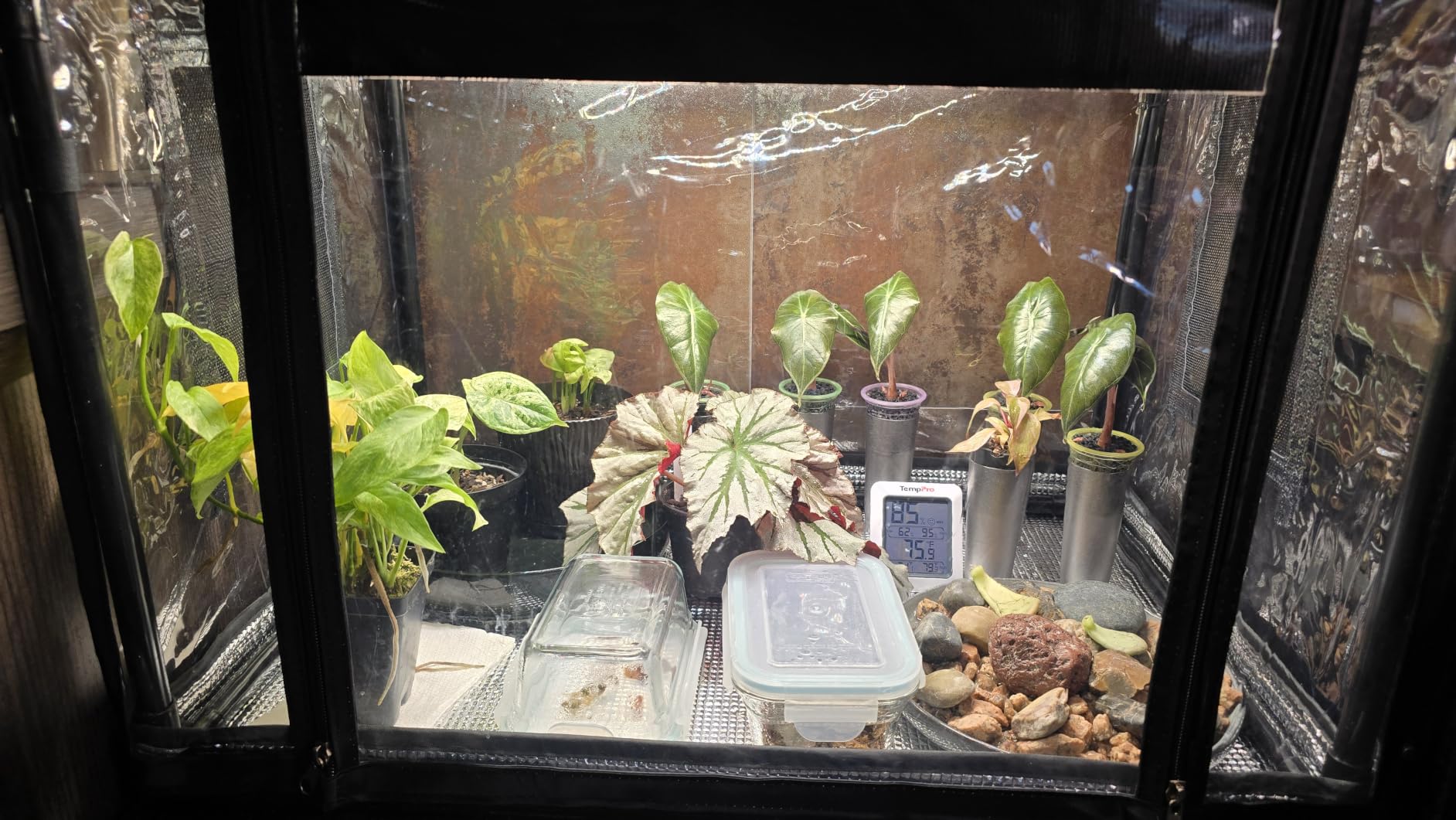 Bstrip Mini Indoor Greenhouse with Grow Light, Tabletop Seed Starting Tent | 18W Plant Light with Auto Timer, Clear EVA Cover, PET Base Mat, Ventilation Windows, Roll-Up Zippered Door, 23.8x15.7x20.5in customer photo 2