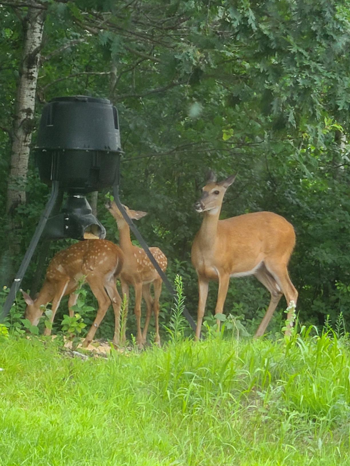 Moultrie Gravity Deer Feeder - Tripod Game Feeder - Easy Conversion Adapter - Protein Pellet Ready - Rugged No-Power Setup for Deer Management customer photo 1