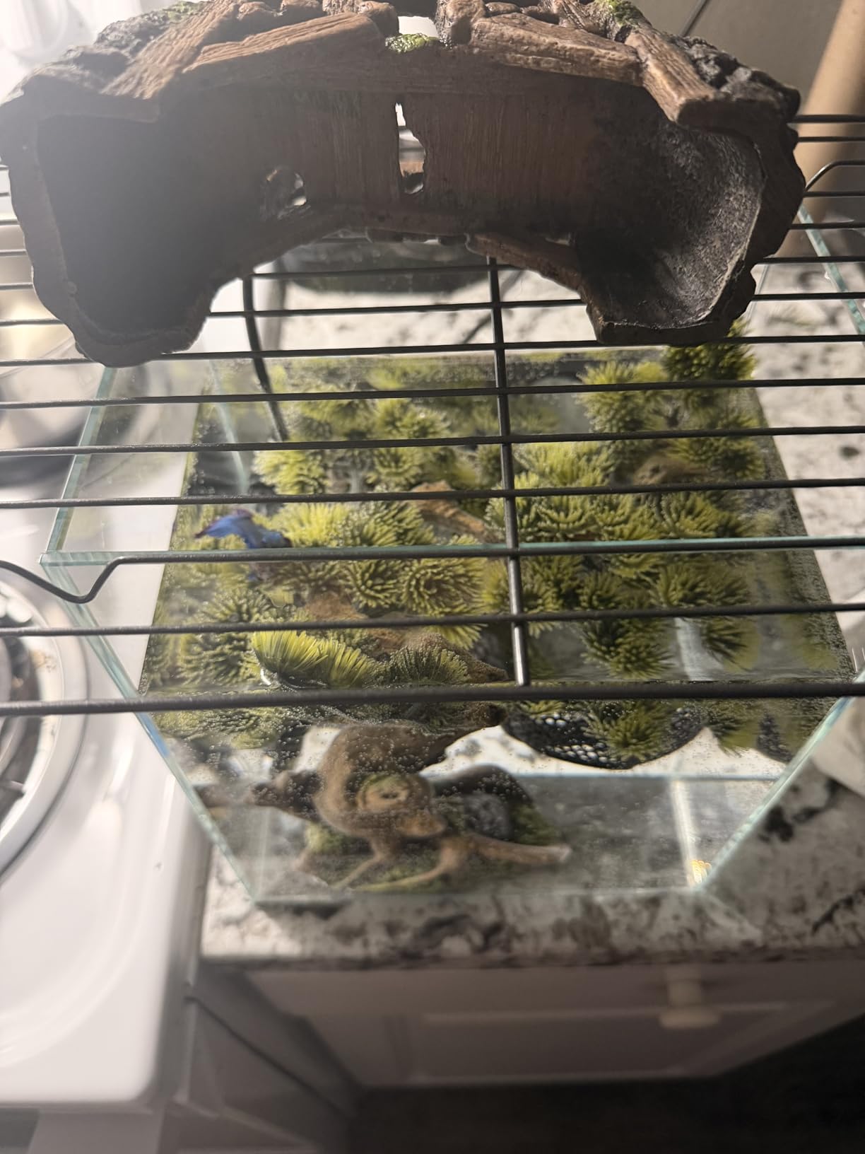 Vimvins 2 Gallon Glass Fish Tank, Easy to Maintain Small Aquarium for Betta/Snails/Shrimp and Aquatic Planting. customer photo 1