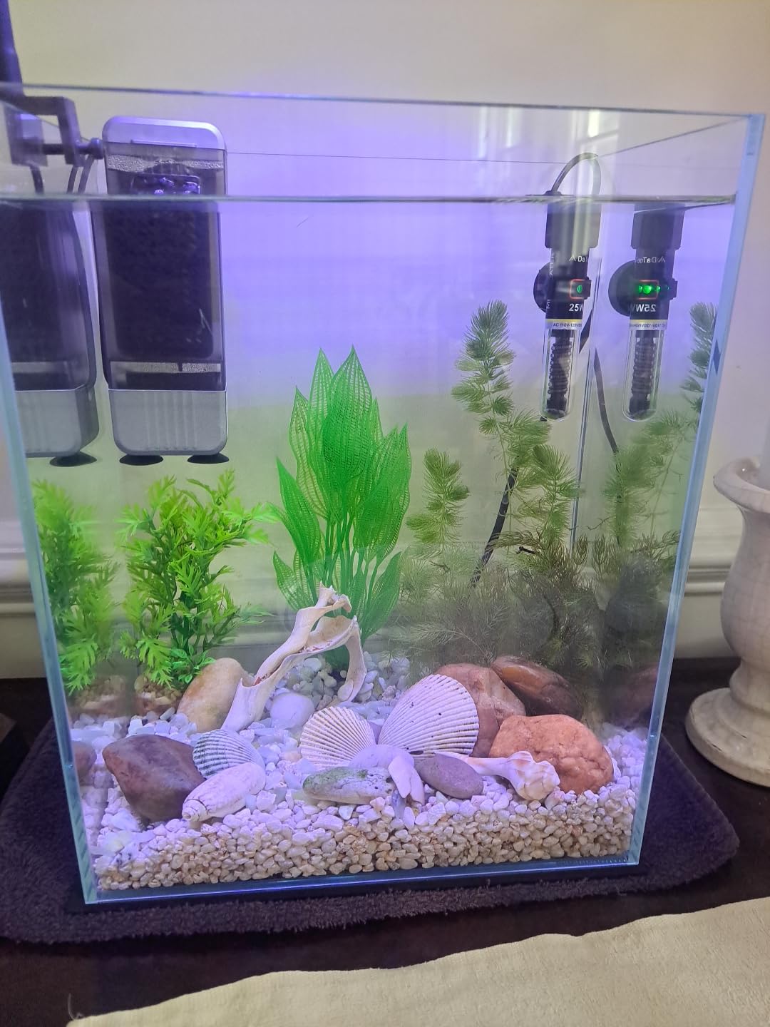 Vimvins 2 Gallon Glass Fish Tank, Easy to Maintain Small Aquarium for Betta/Snails/Shrimp and Aquatic Planting. customer photo 2
