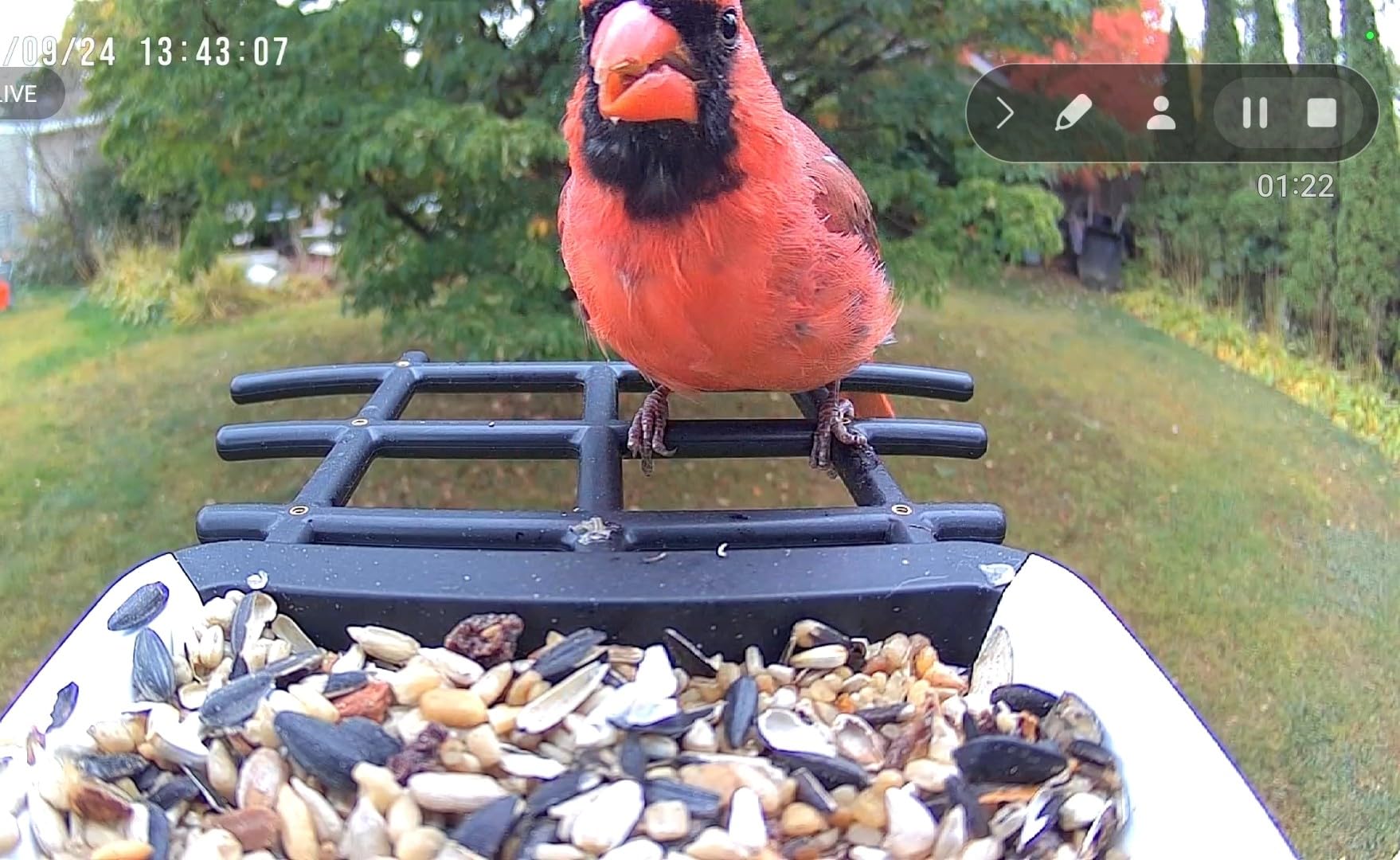 Smart Bird Feeder with Camera, Solar Powered 2K HD Bird Watching Camera | Live View, Auto Capture, AI Identify 10,000+ Species, 2.4G WiFi , Outdoor Birdhouse, Bird Lovers Gift customer photo 1