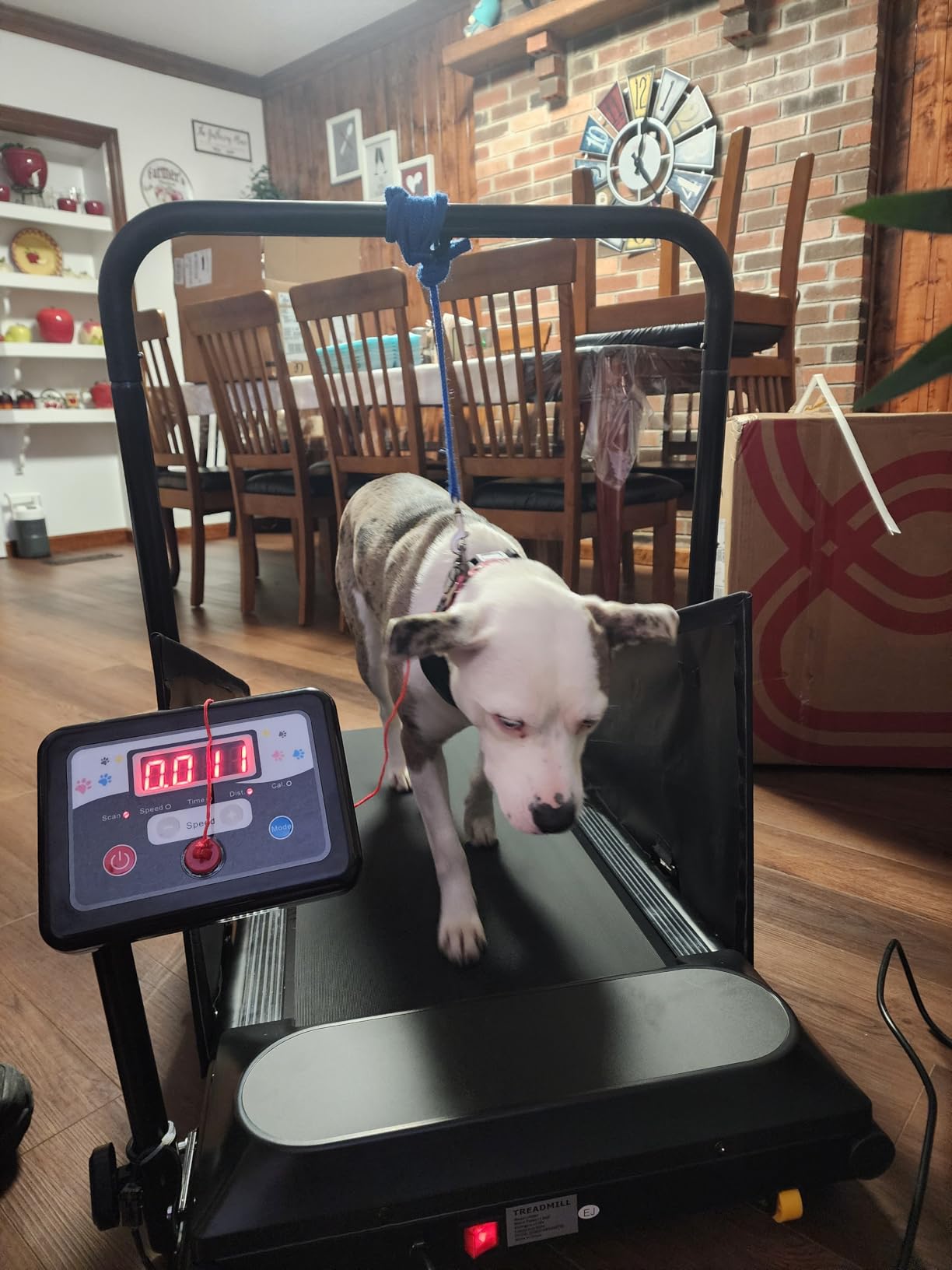 Petbobi Dog Treadmill for Small & Medium Dogs Up to 265 lbs Indoor Exercise | Quiet motor, 360° rotatable display, remote control & wheels, foldable design, fitness & weight management, easy to assemble customer photo 2