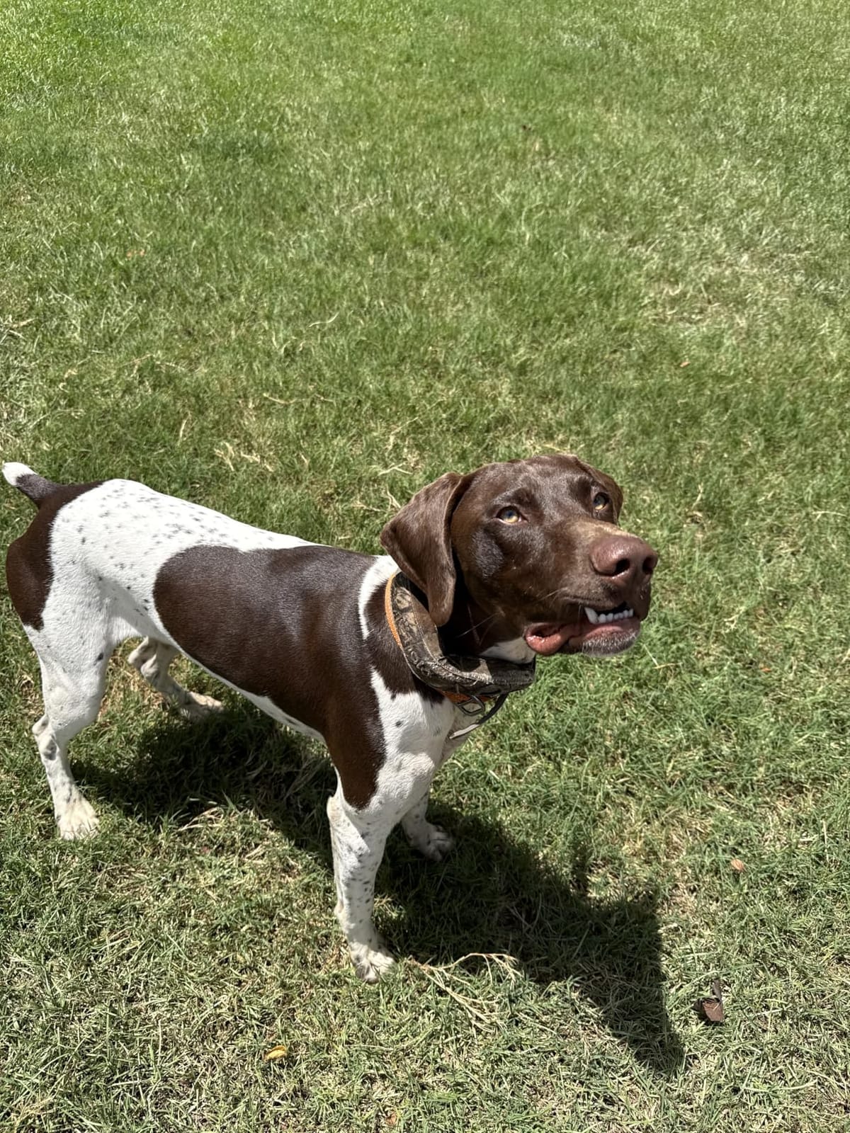 Halo Collar 5 GPS Wireless Dog Fence | Keep Your Dog Safe with Custom Boundaries, Real-Time Tracking, and Instant Alerts at Home, Away, or Off-Grid customer photo 1