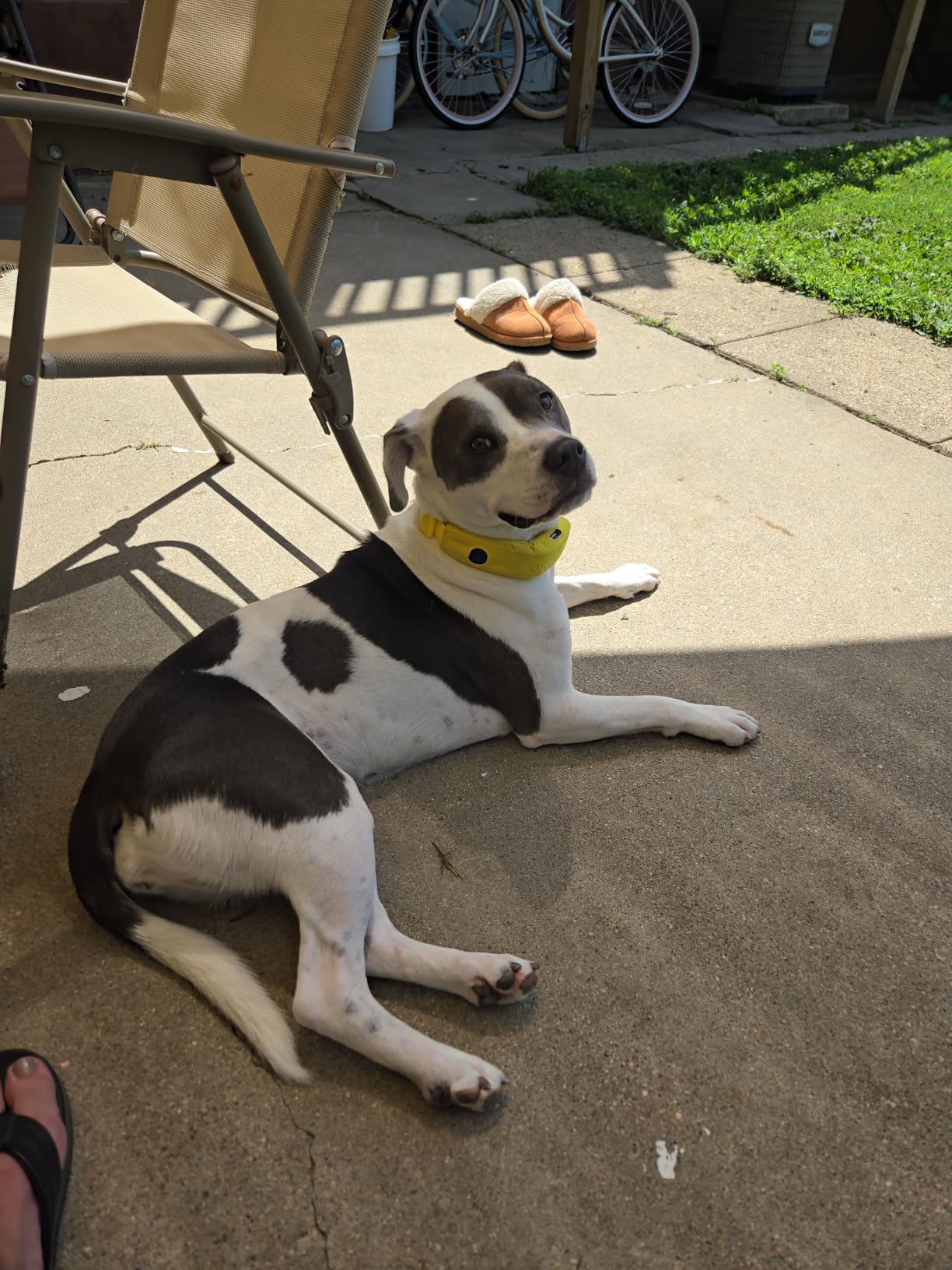 Halo Collar 5 GPS Wireless Dog Fence | Keep Your Dog Safe with Custom Boundaries, Real-Time Tracking, and Instant Alerts at Home, Away, or Off-Grid customer photo 2