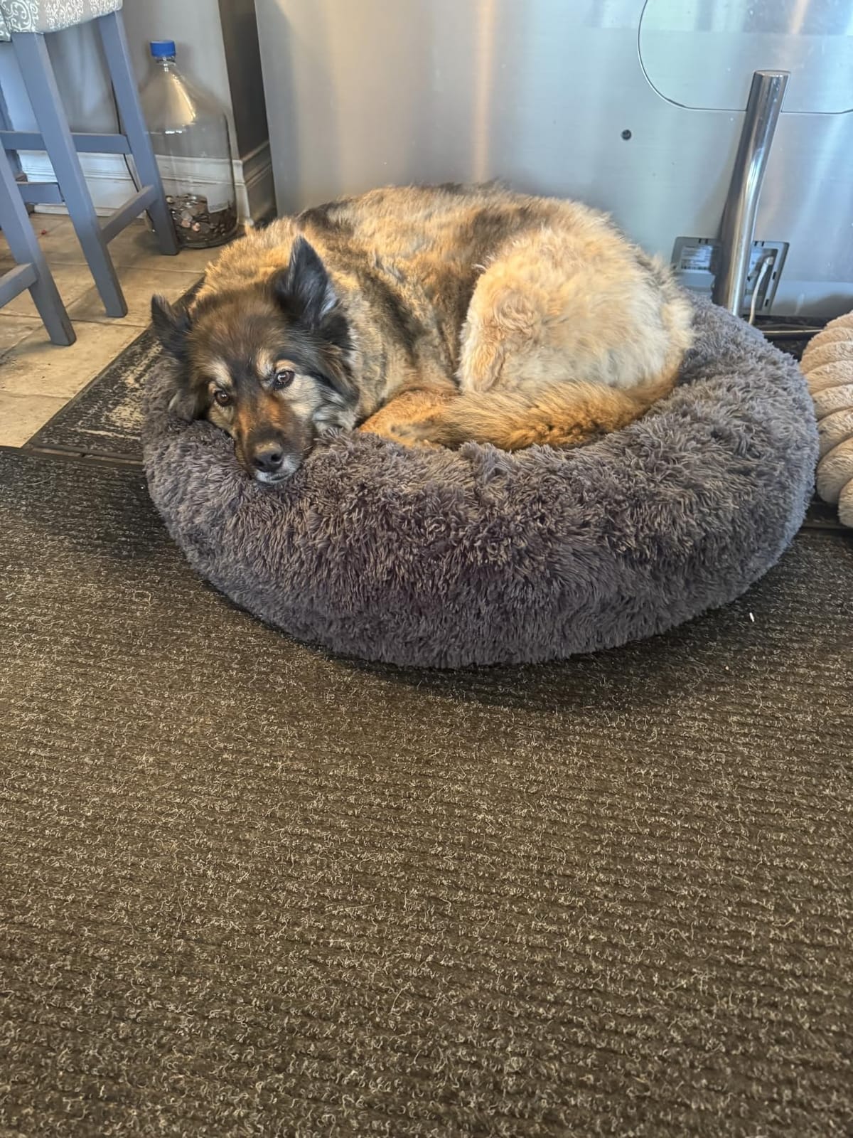 Bedsure SupportMax Calming Dog Beds Large Sized Dog Washable Pet Bed, 36in Dark Grey | 420GSM Plush Fluffy Donut Round, Thick Supportive, Removable Cover, Anti-Slip, Anti-Anxiety, for Big Dogs Up to 80 Lbs customer photo 1