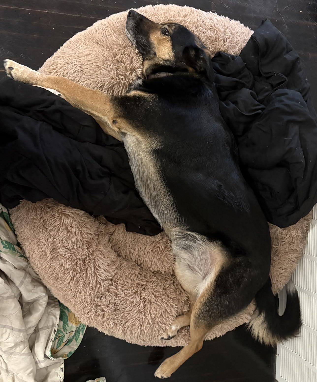 Bedsure SupportMax Calming Dog Beds Large Sized Dog Washable Pet Bed, 36in Dark Grey | 420GSM Plush Fluffy Donut Round, Thick Supportive, Removable Cover, Anti-Slip, Anti-Anxiety, for Big Dogs Up to 80 Lbs customer photo 2