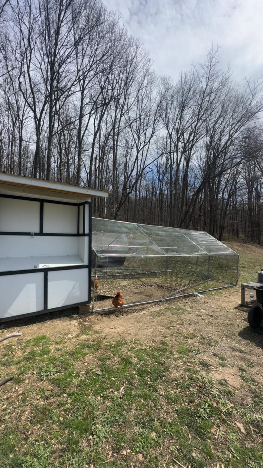 CAMMOO Walk in Chicken Coop, 9.8x6.6x6.6ft Chicken Run for Yard with Cover | Upgrade Double Lock & Mesh, Stainless Steel Ties, Easy Assembly, Chicken Pen for Ducks, Rabbits customer photo 2