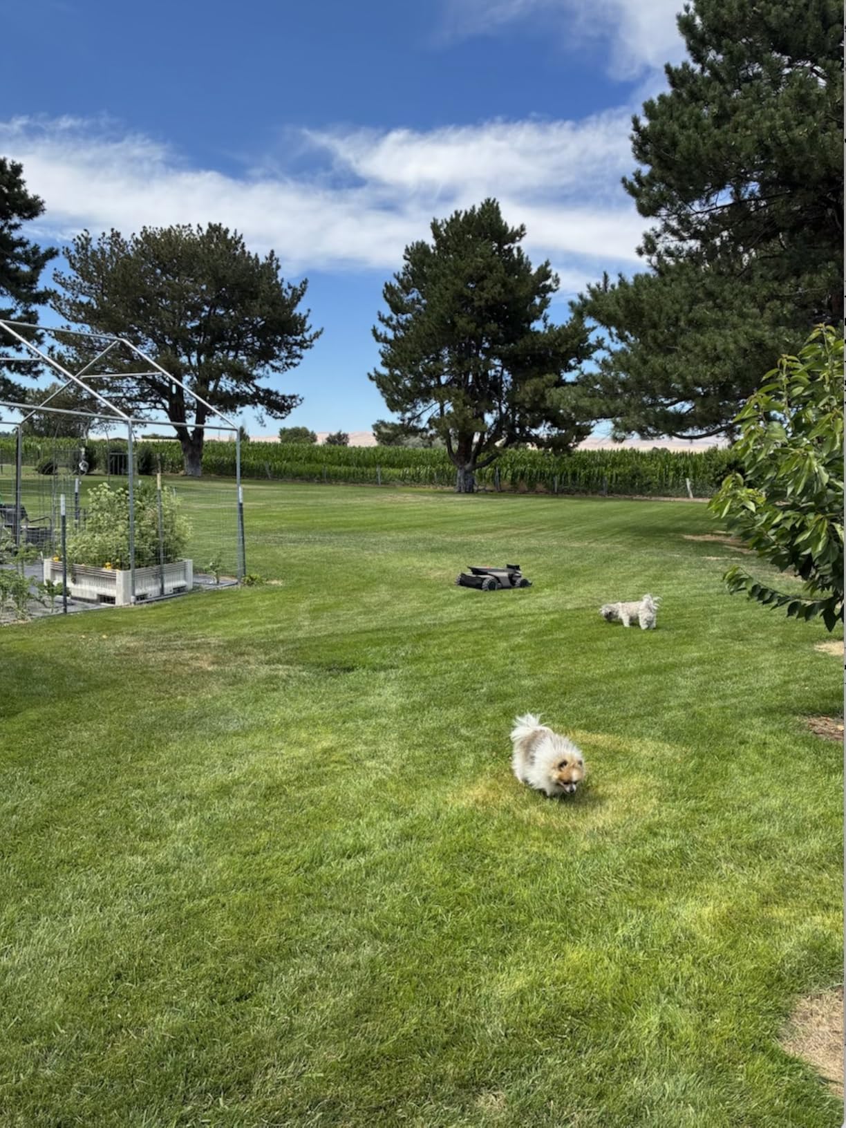 Segway Navimow X430 Robot Lawn Mower Wire Free, for up to 1 Acre, 4WD for 84% Slopes, Zero-Turn for Damage-Free Mowing, ORV-Tuned Lawnmower, MowMentum with 2 x 180W Motors, 0.75-4 in Cutting Height customer photo 2